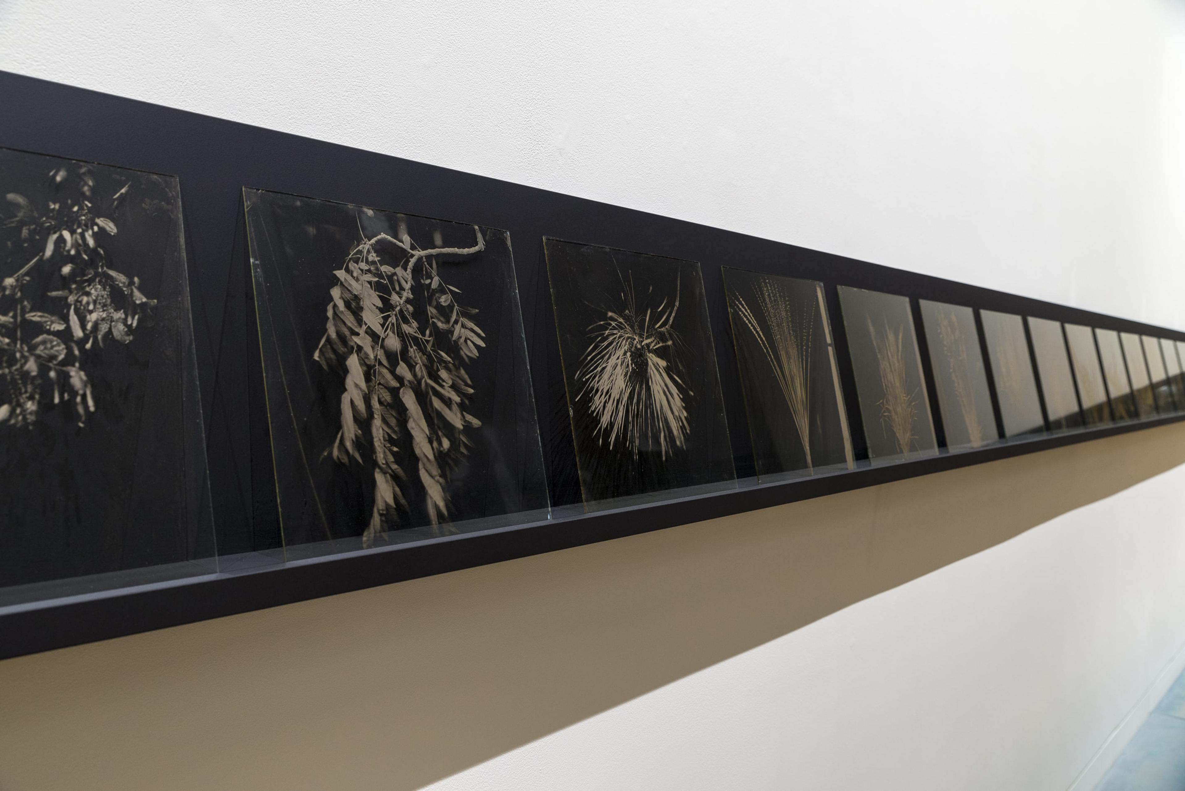 Joyce Campbell, LA Botanical series, 2006-2007, wet plate collodion on glass.