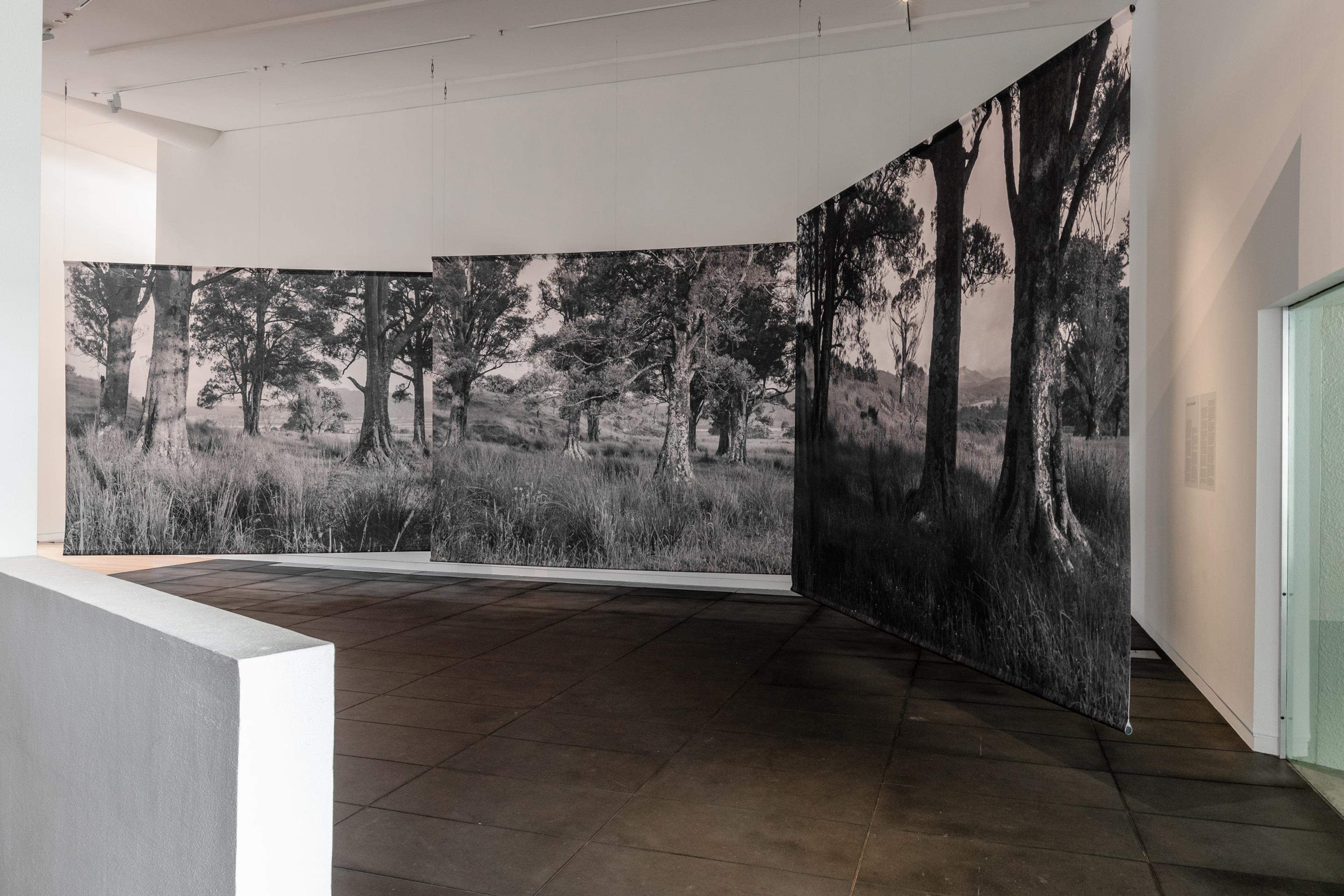 Natalie Robertson, Te Puna o Te Ao Te Huinga and kahikatea trees, Tīkapa-a-Hinekōpeka I–III, 2018, photographic print on polyester fabric, aluminium poles, 3010 × 3750 mm each, courtesy of the artist. Installation view, Tēnei Ao Tūroa – This Enduring World, Te Pātaka Toi Adam Art Gallery, Victoria University Wellington. Photo: Ted Whitaker