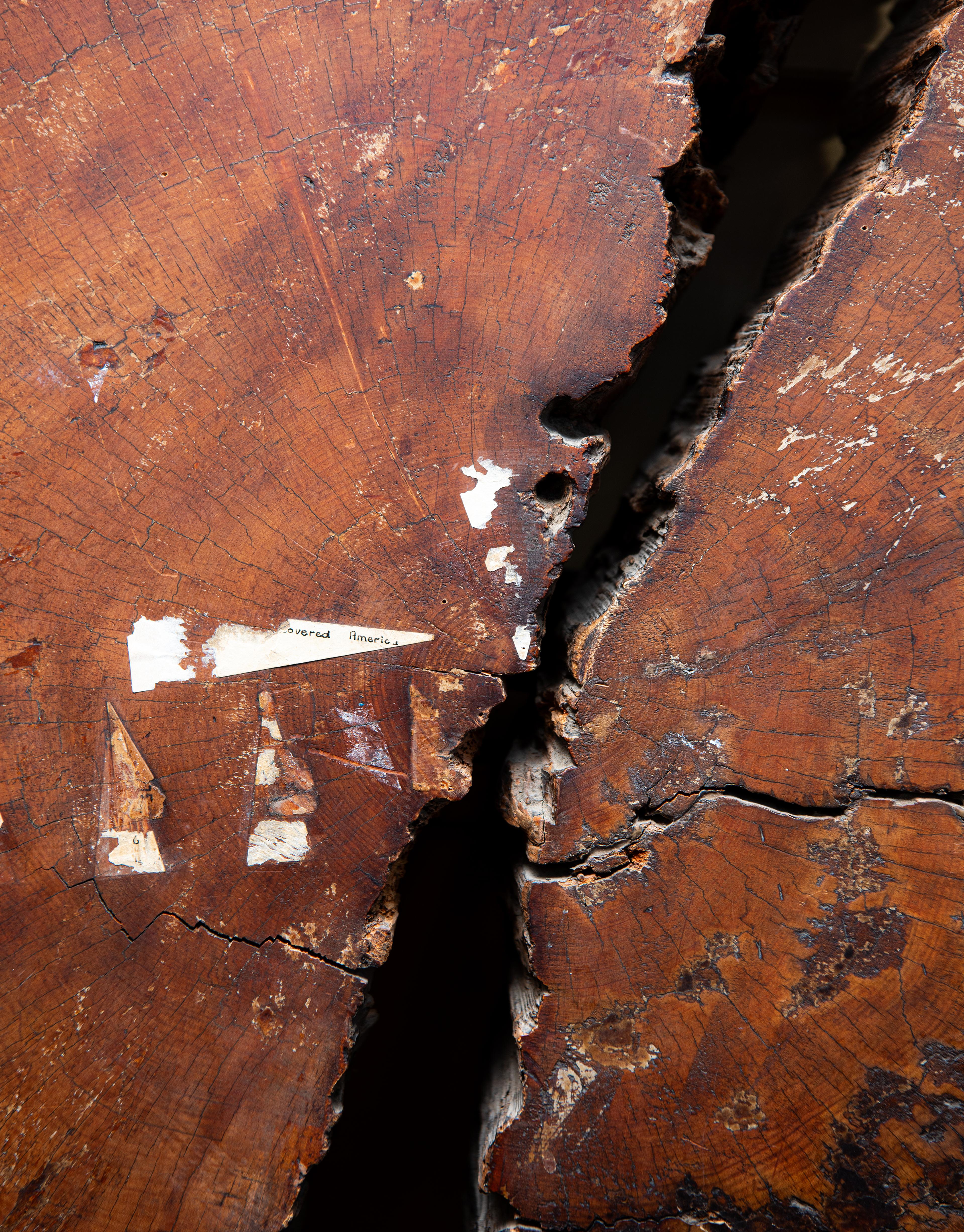 Cross section of a felled tōtara