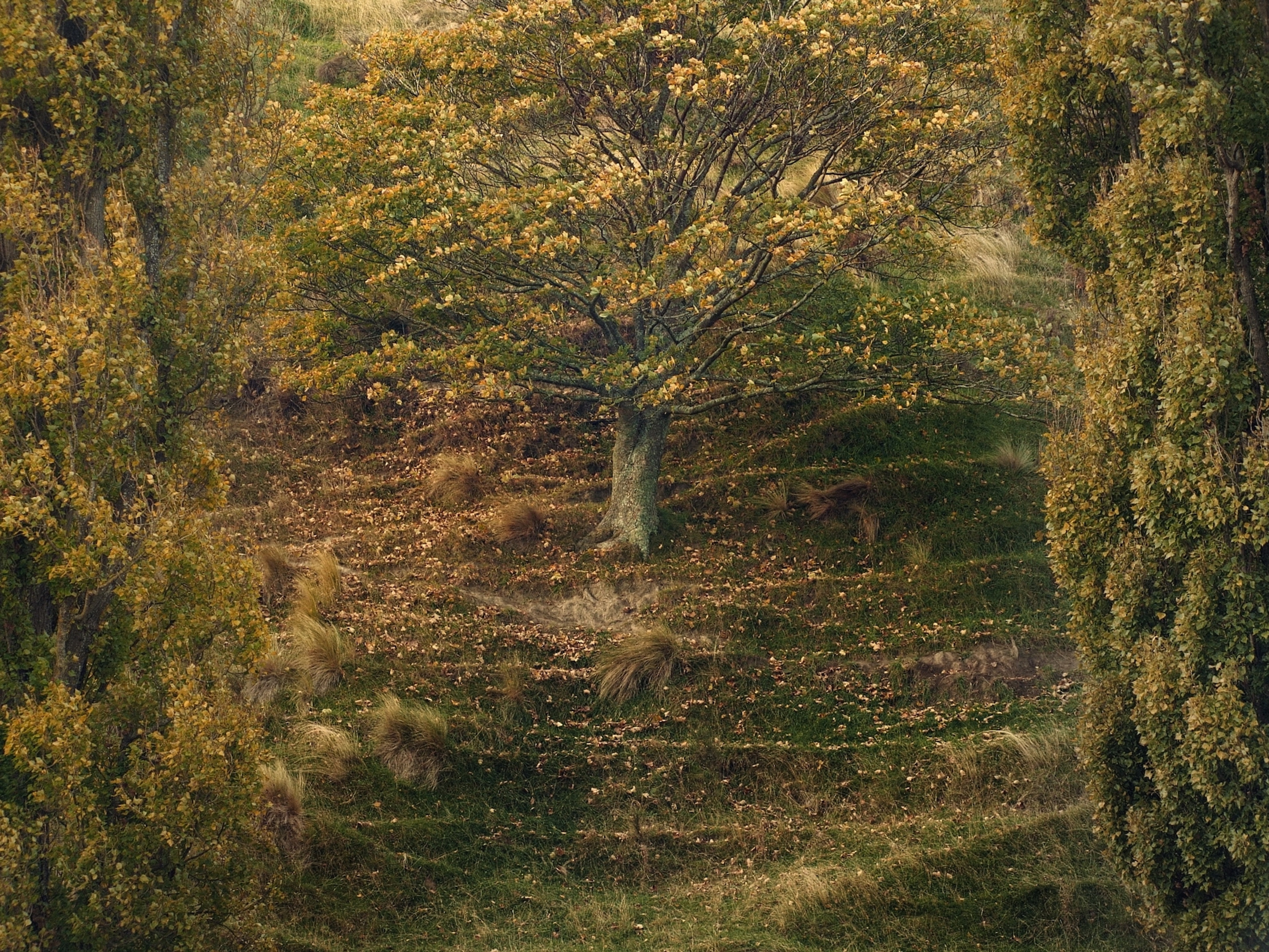 Photo of a tree losing its leaves
