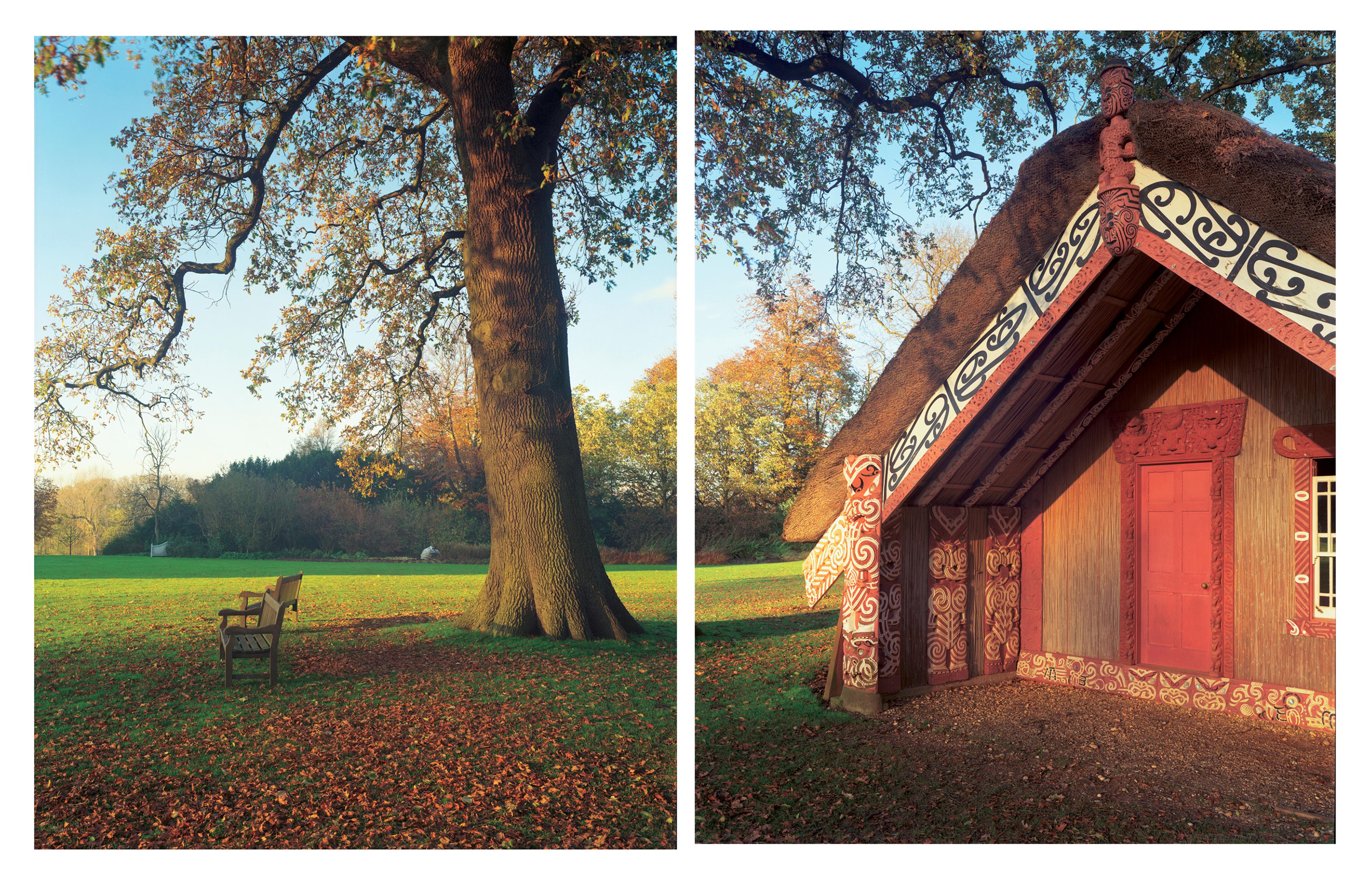 Photograph in two parts showing the carved whare Hinemihi in Clandon Park grounds sited in mowed lawns next to large deciduous tree dropping leaves