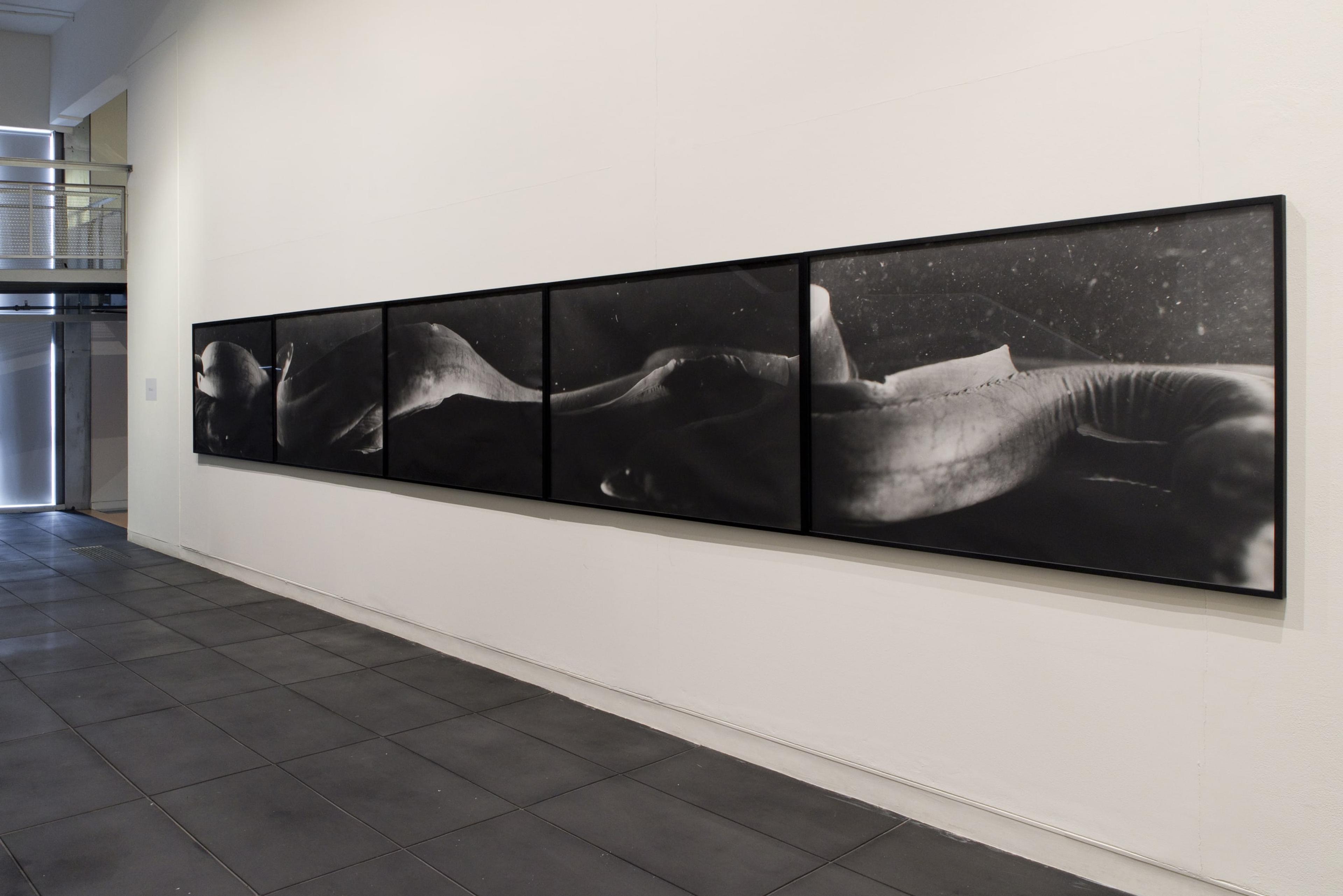 Installation view of Taniwha I-IV, VII, 2010, gelatin silver photographs.