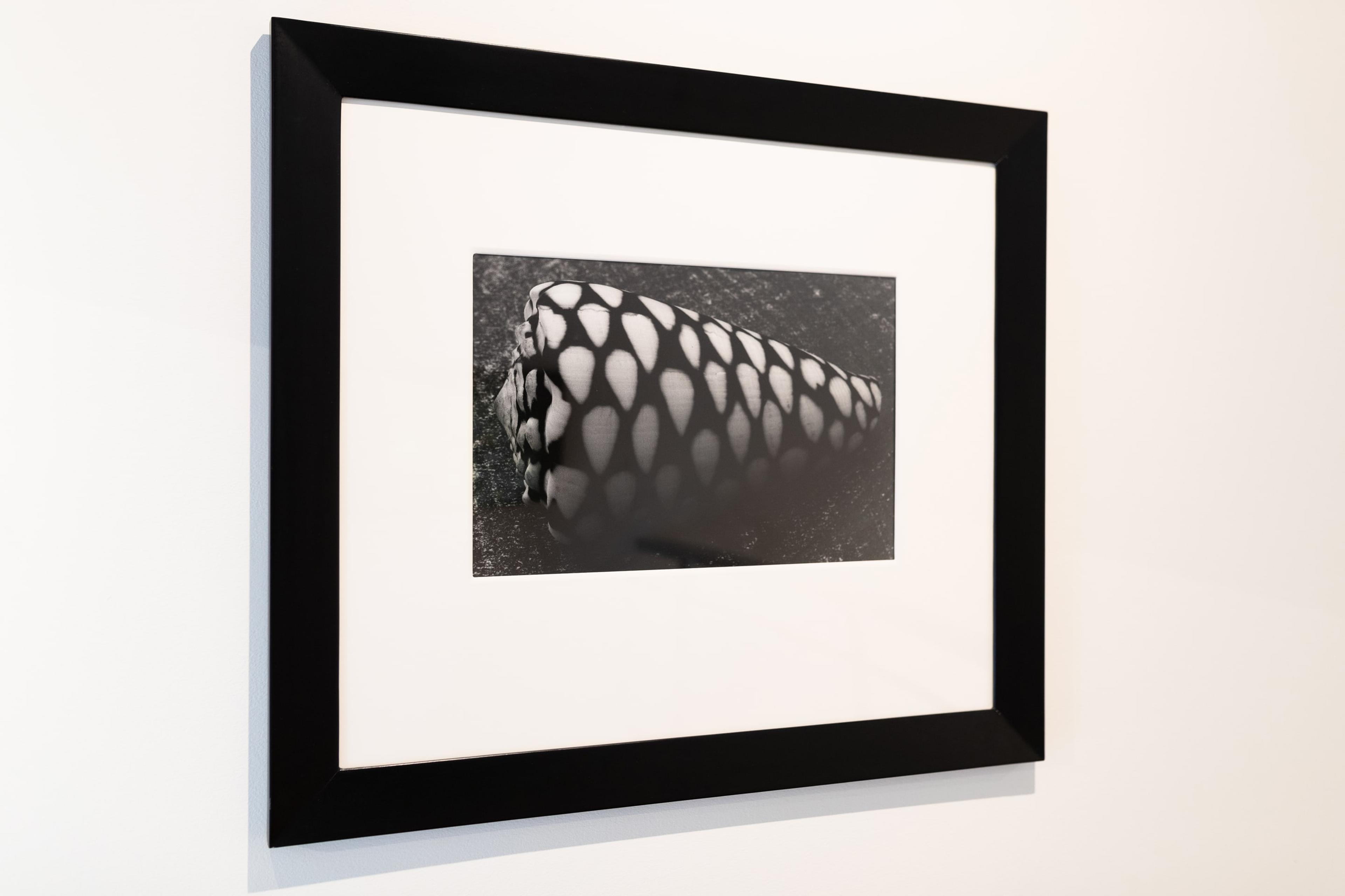 photograph, shell, Peter Peryer