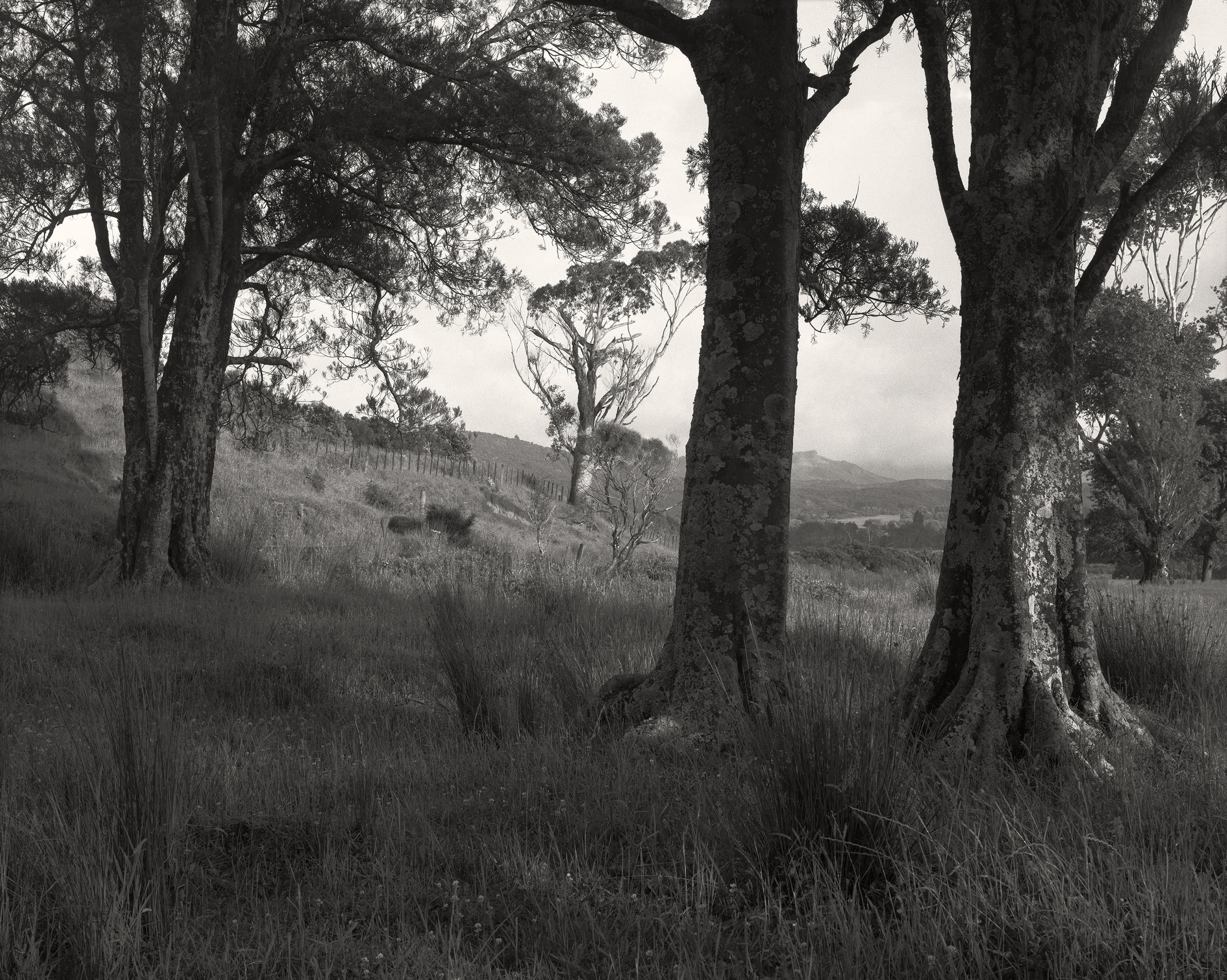 Black and White photograph of a grove of Kahikitea trees in grassland