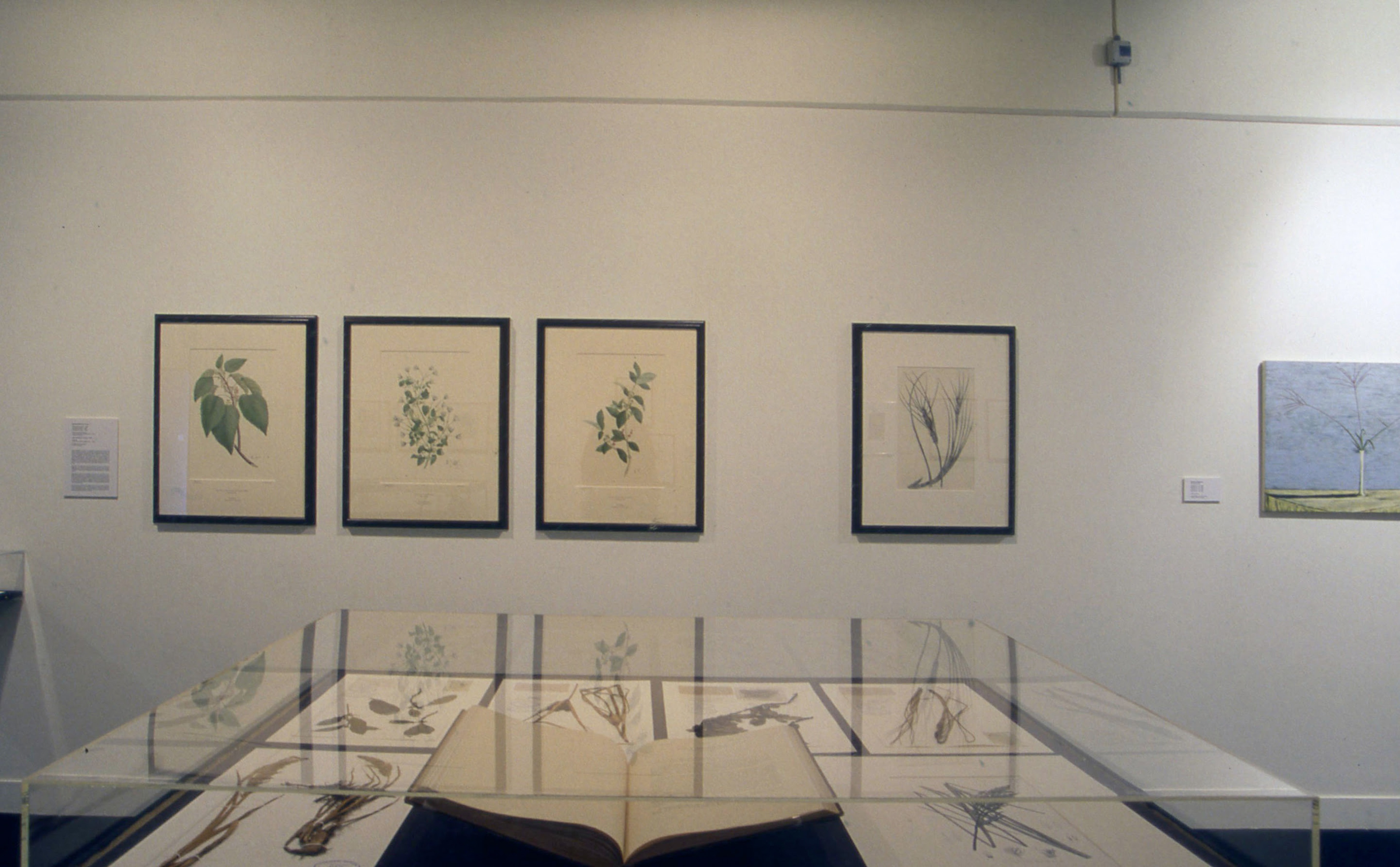 Installation view, Botanica, Adam Art Gallery Te Pātaka Toi, Victoria University of Wellington, 2001