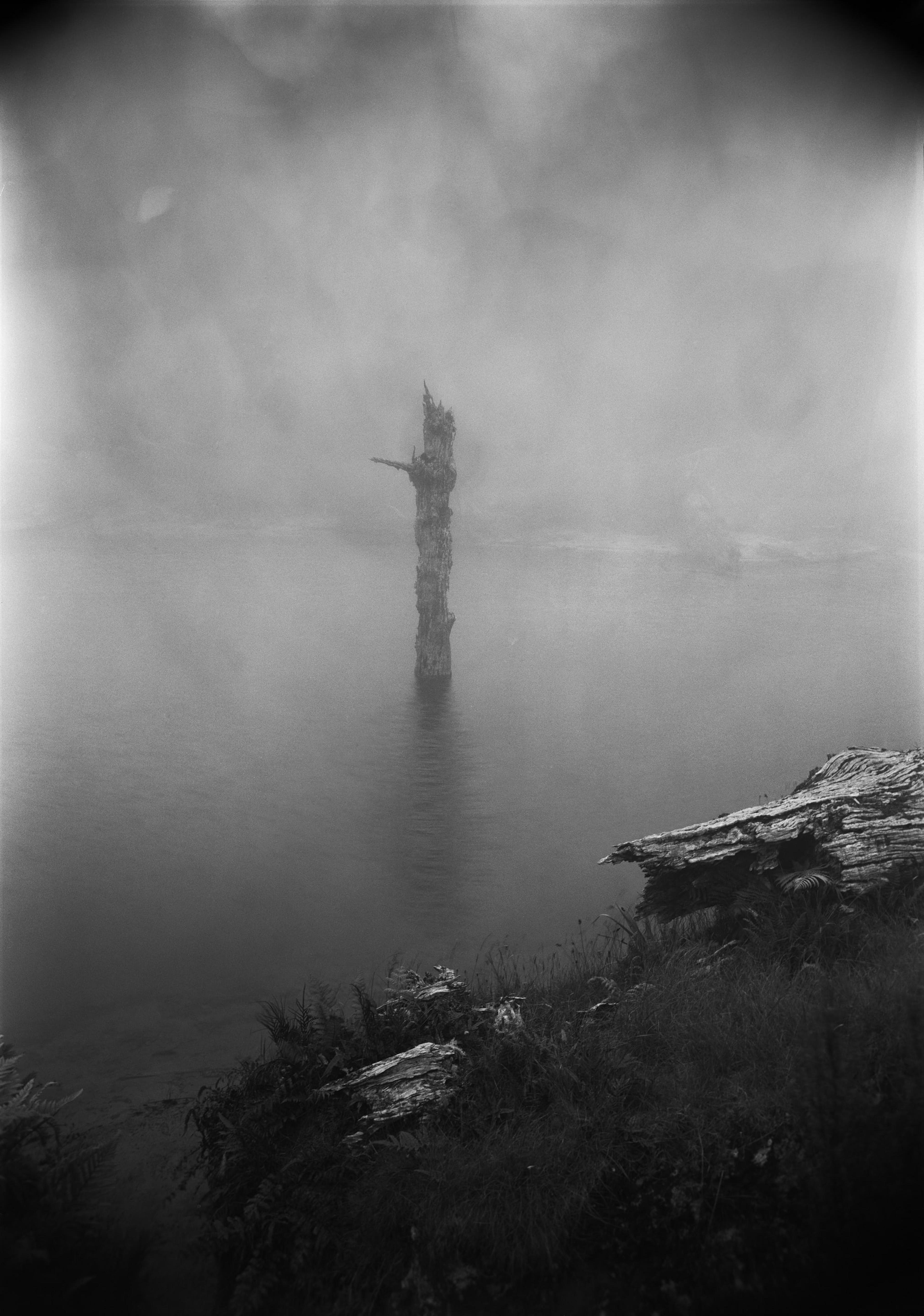 Joyce Campbell, Lone Tree, Whakapunake, 2013, gelatin silver photograph from the Te Taniwha series