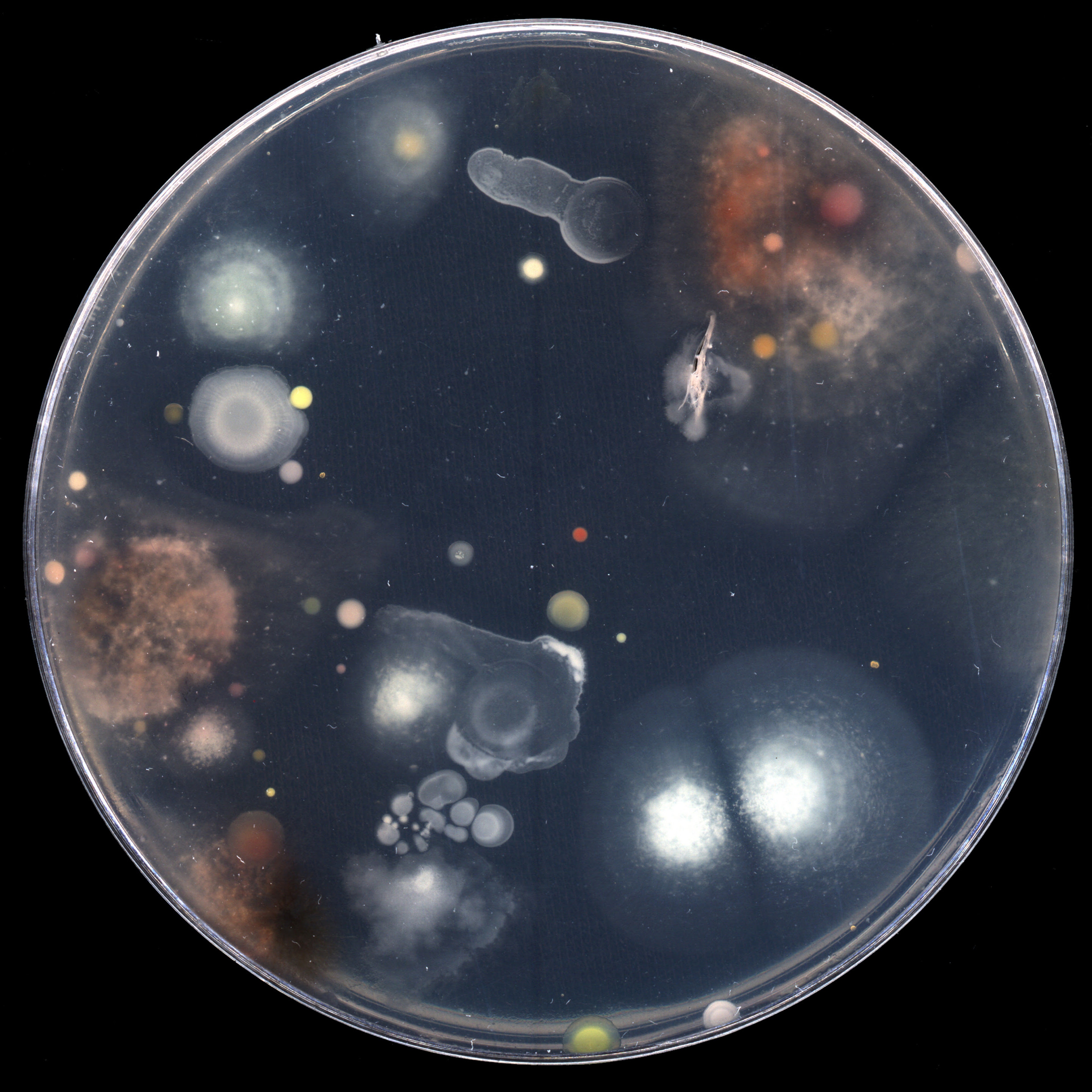 Dane Mitchell, Dust Archive, 2001– , glass, dust, plastic, board and foam. Installation view, Archiving Fever, Adam Art Gallery Te Pātaka Toi, Victoria University of Wellington, 2006