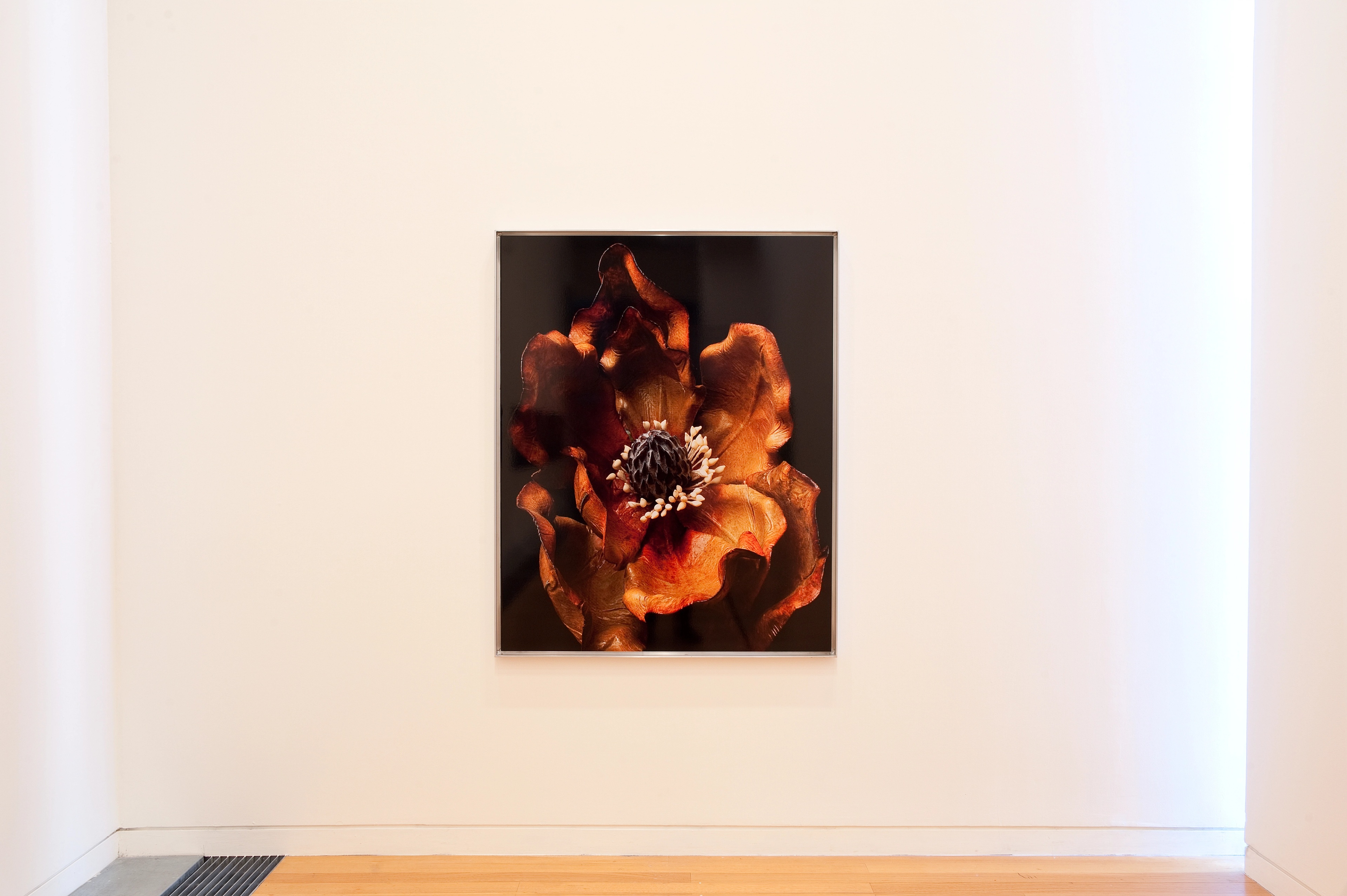 Installation view of Boyd Webb, Botanics—Brown (2003). C-type photograph. Victoria University of Wellington Art Collection, purchased 2004. Photo: Robert Cross.