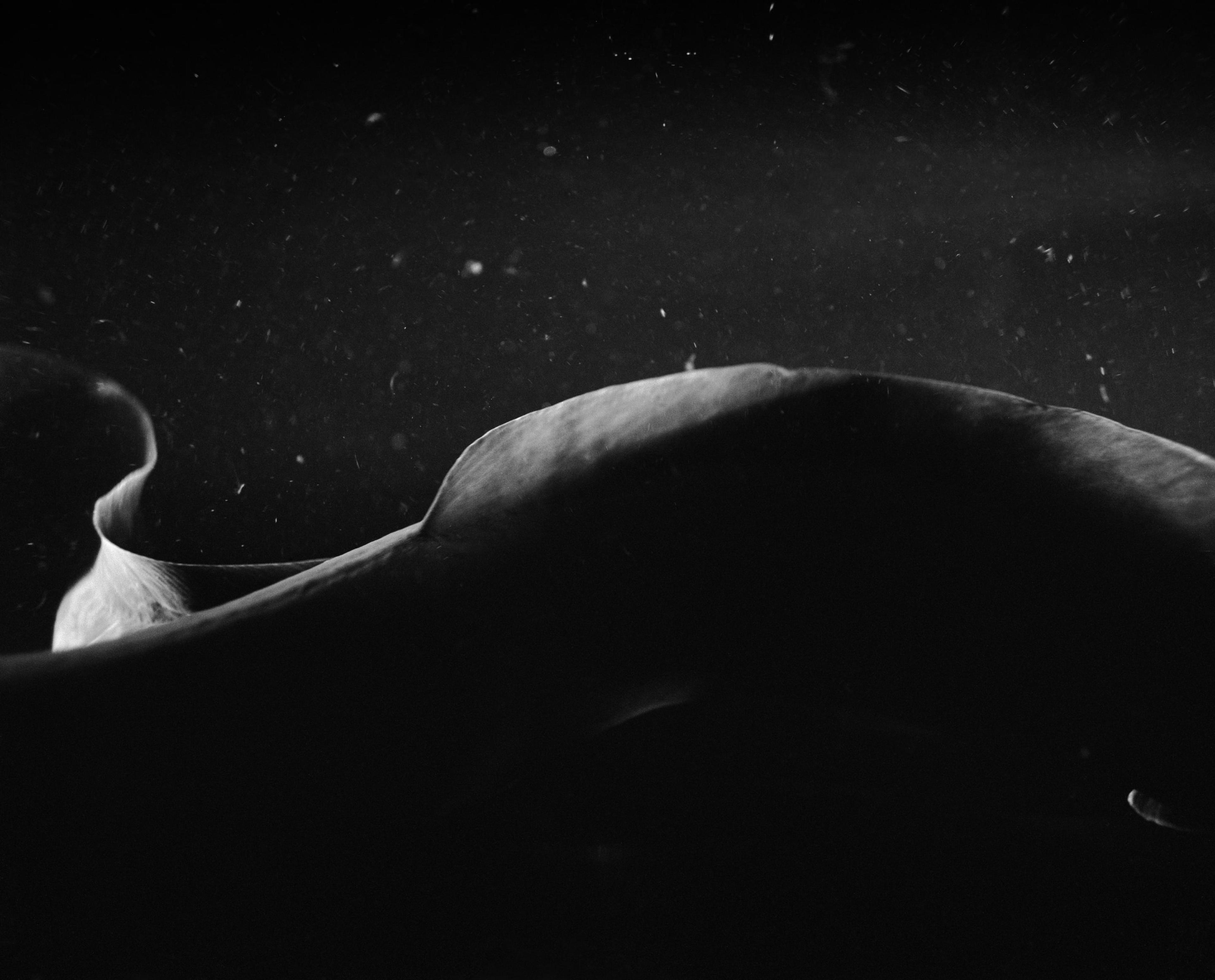 Joyce Campbell, Taniwha V, 2010, gelatin silver photographs from the Te Taniwha series.