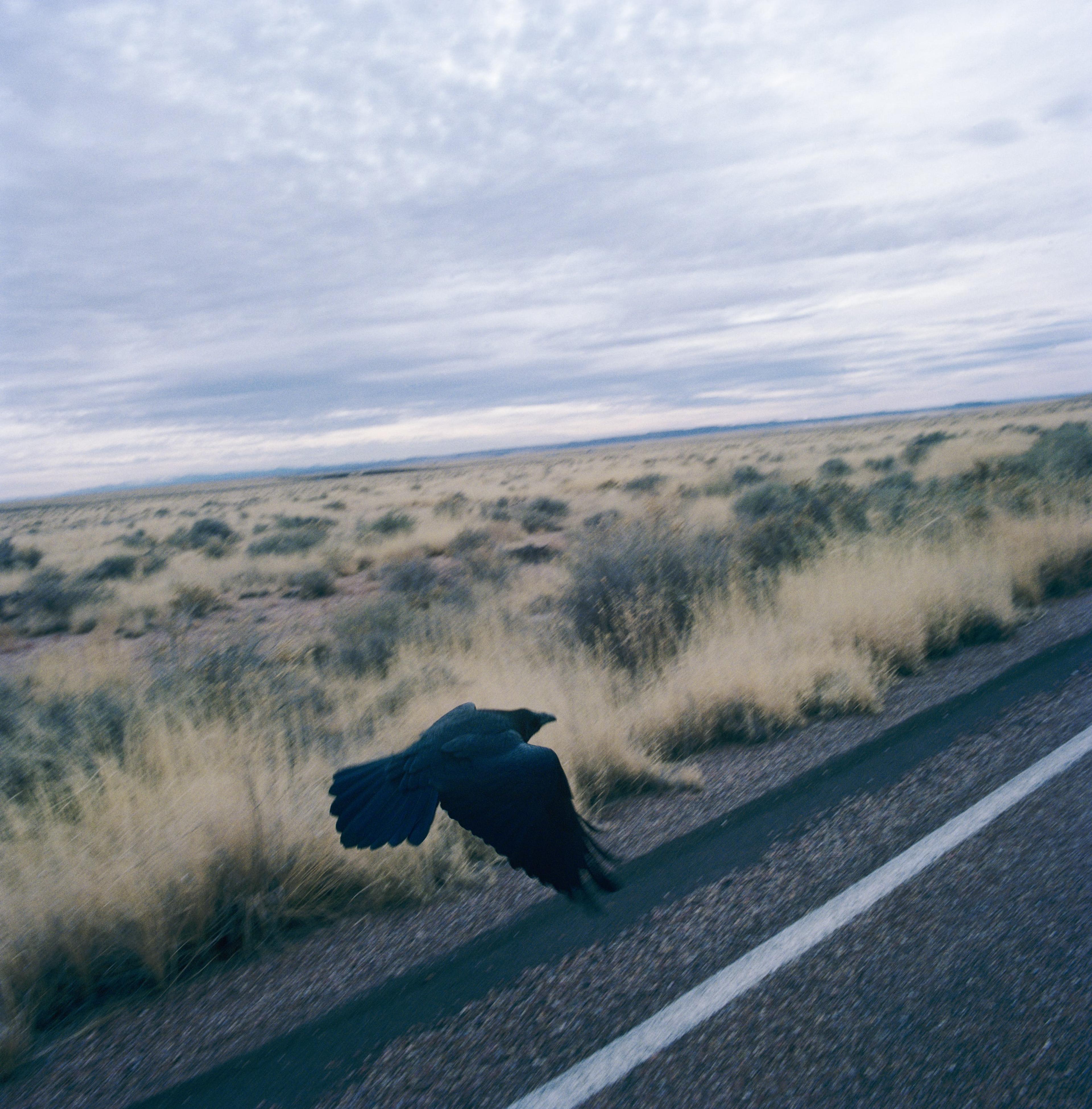 Joyce Campbell, Raven, 2014, inkjet print on paper.