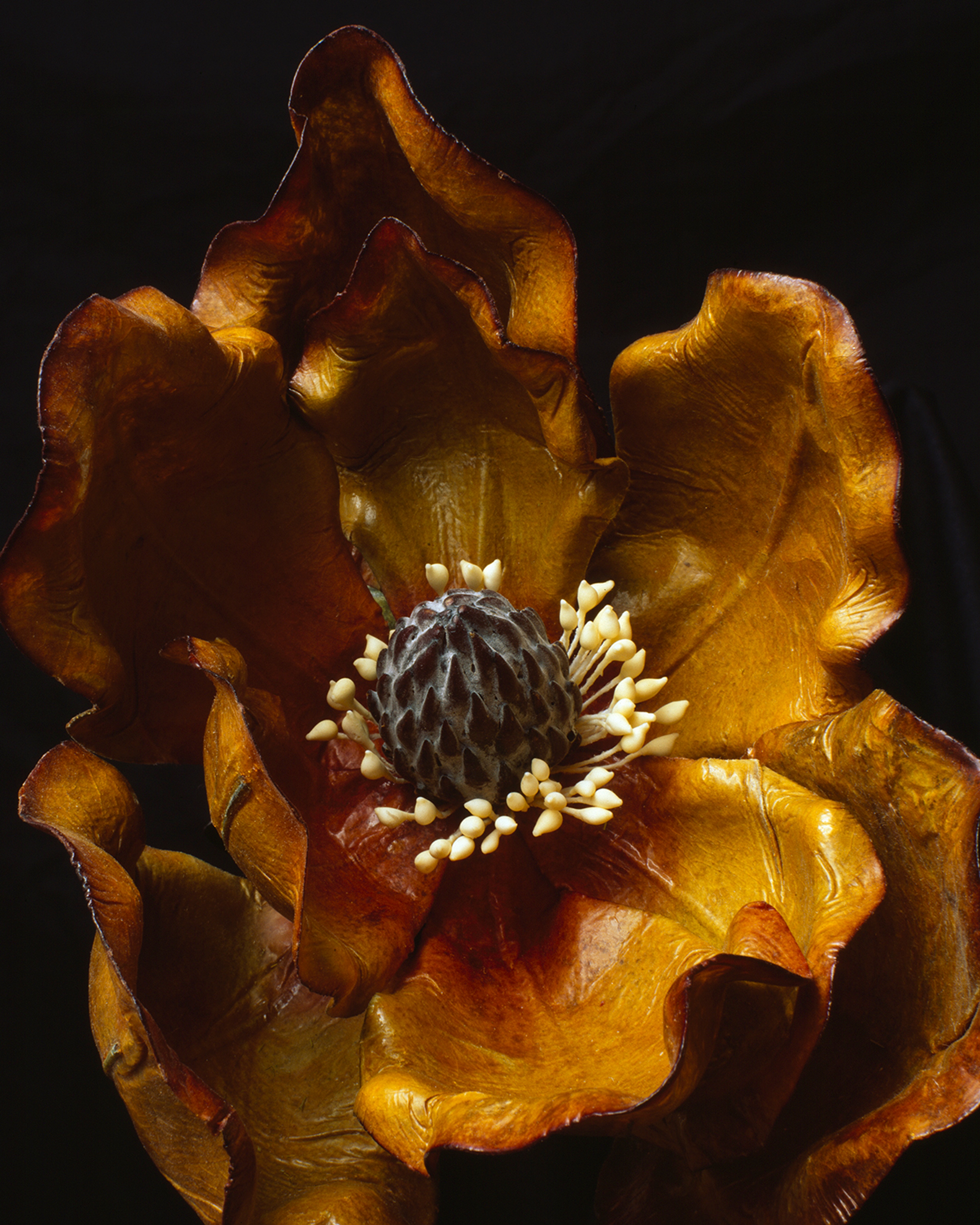 Boyd Webb, Botanics—Brown (2003). C-type photograph. Victoria University of Wellington Art Collection, purchased 2004.