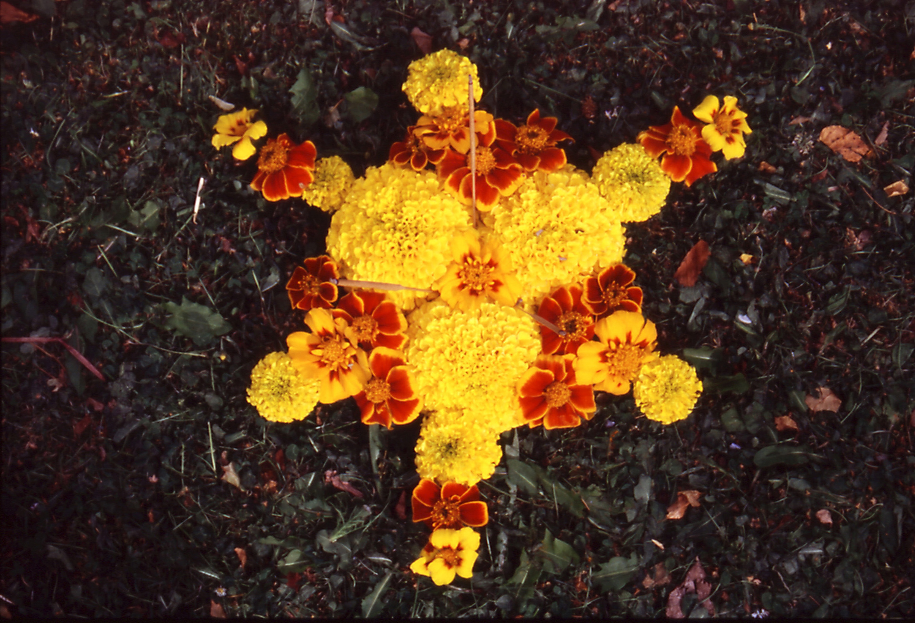 Sriwhana Spong, still from Muttnik (2005). Super-8 transferred to DVD, 4:5 ratio, sound, colour, 3mins 38secs, looped. Victoria University of Wellington Art Collection, purchased 2011.