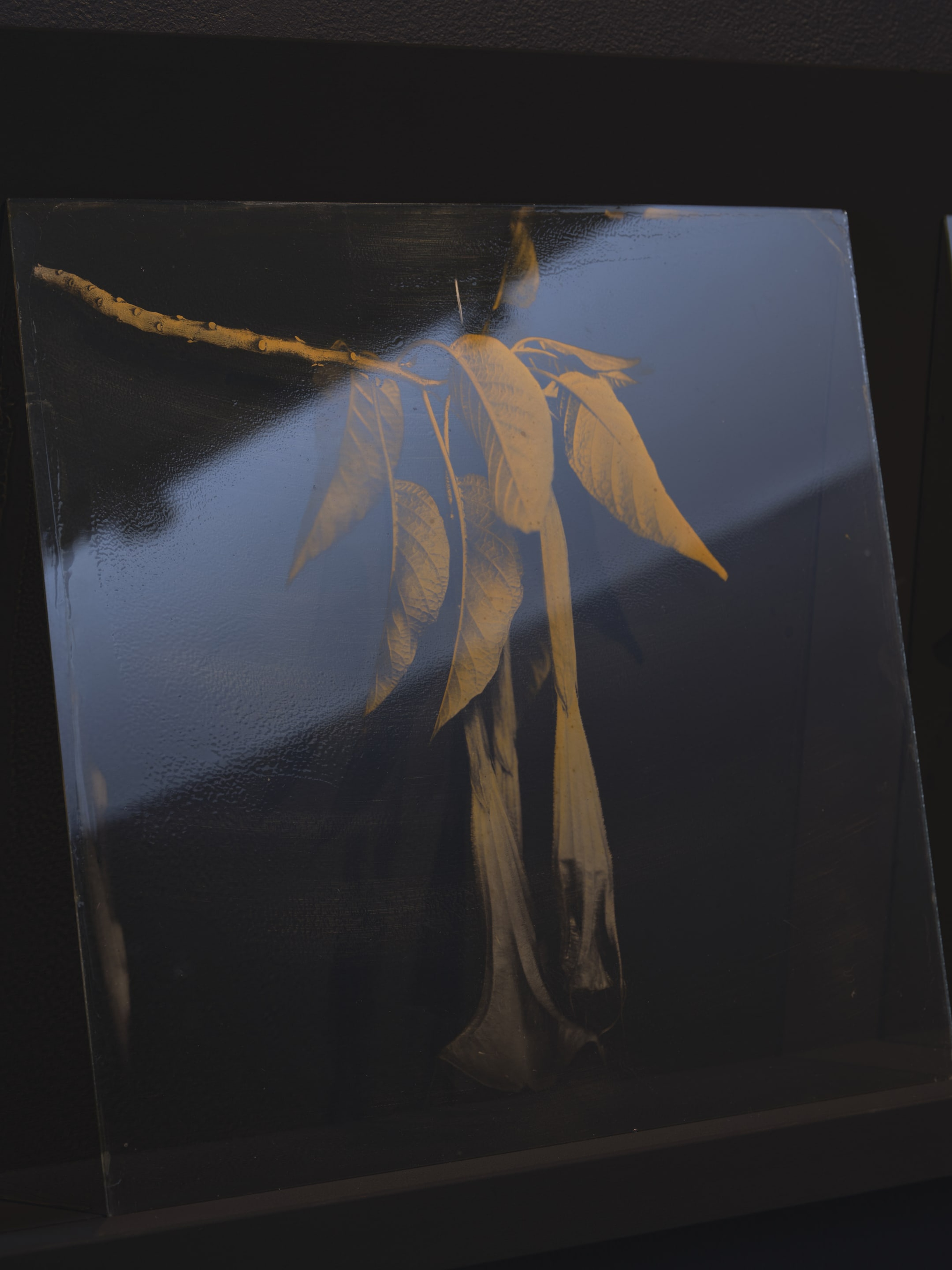 Joyce Campbell On the Last Afternoon installation image Te Uru