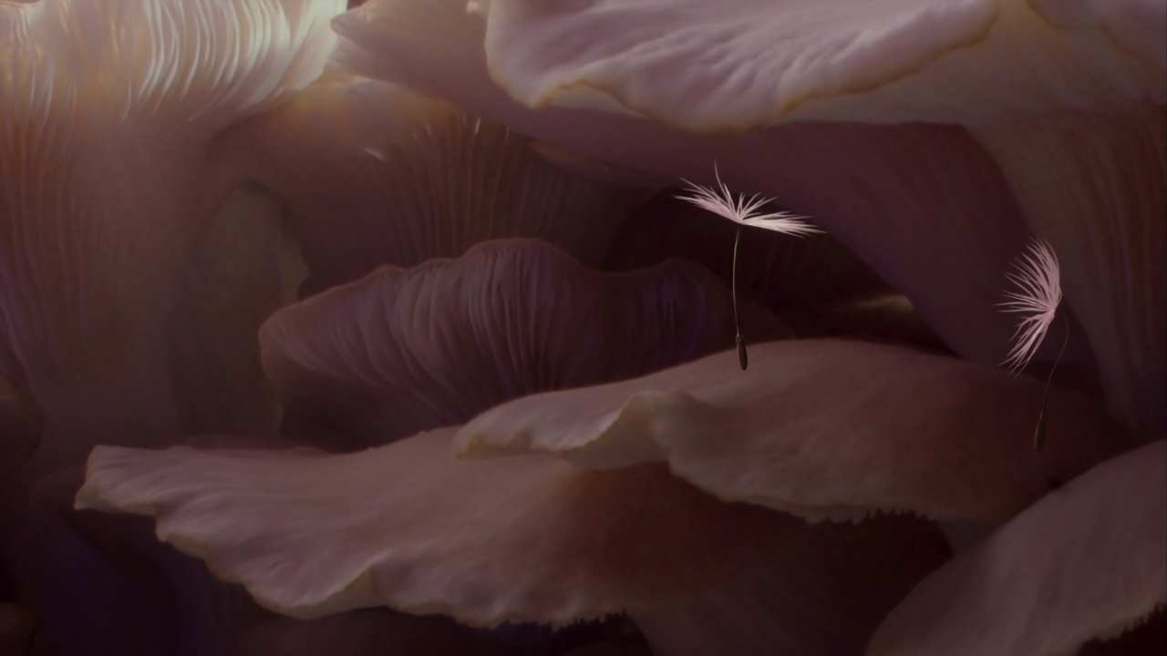 Dandelion's Odyssey