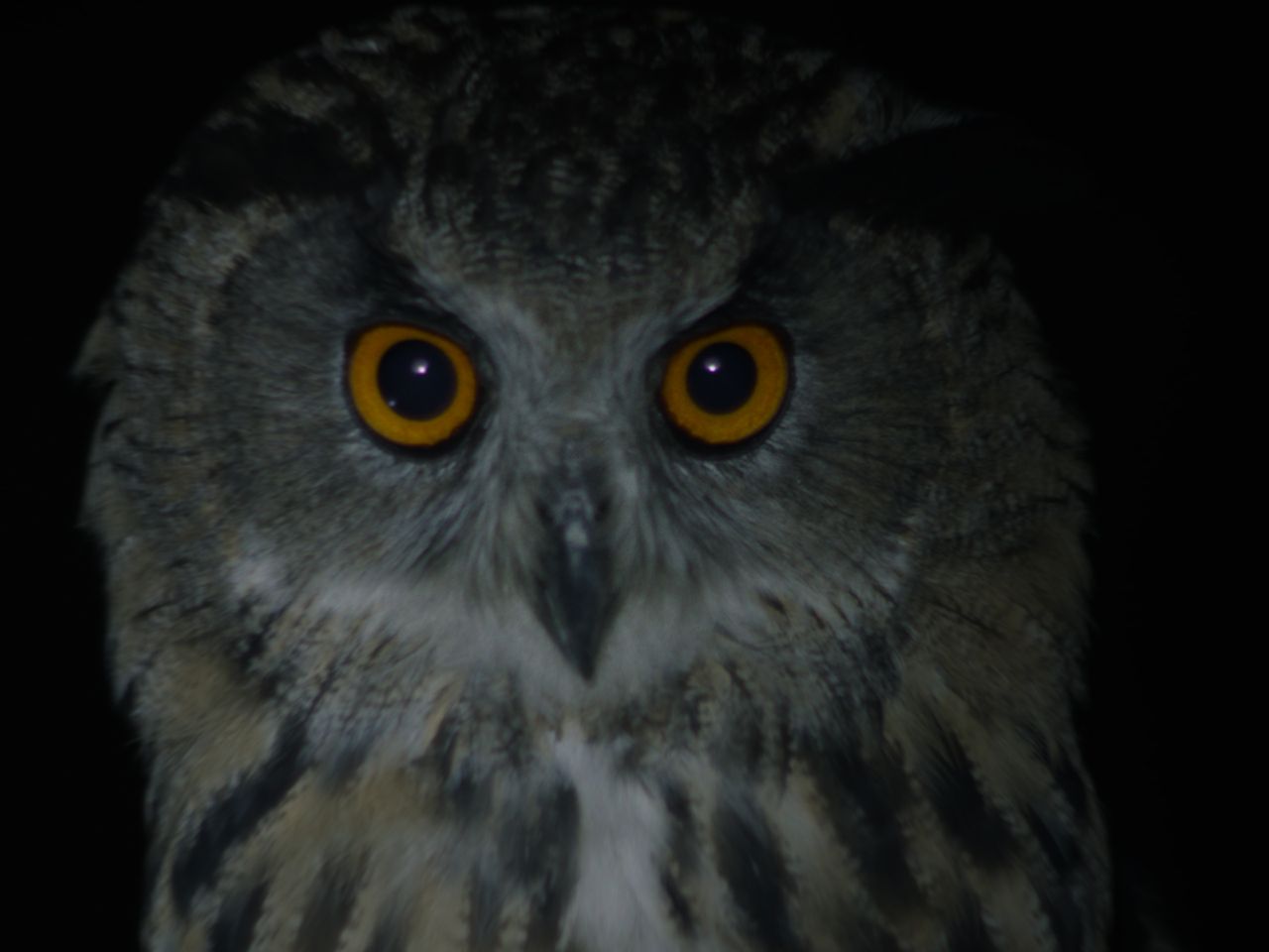 City of Owls