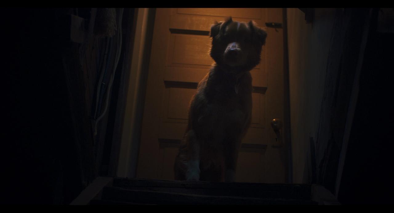 Good Boy