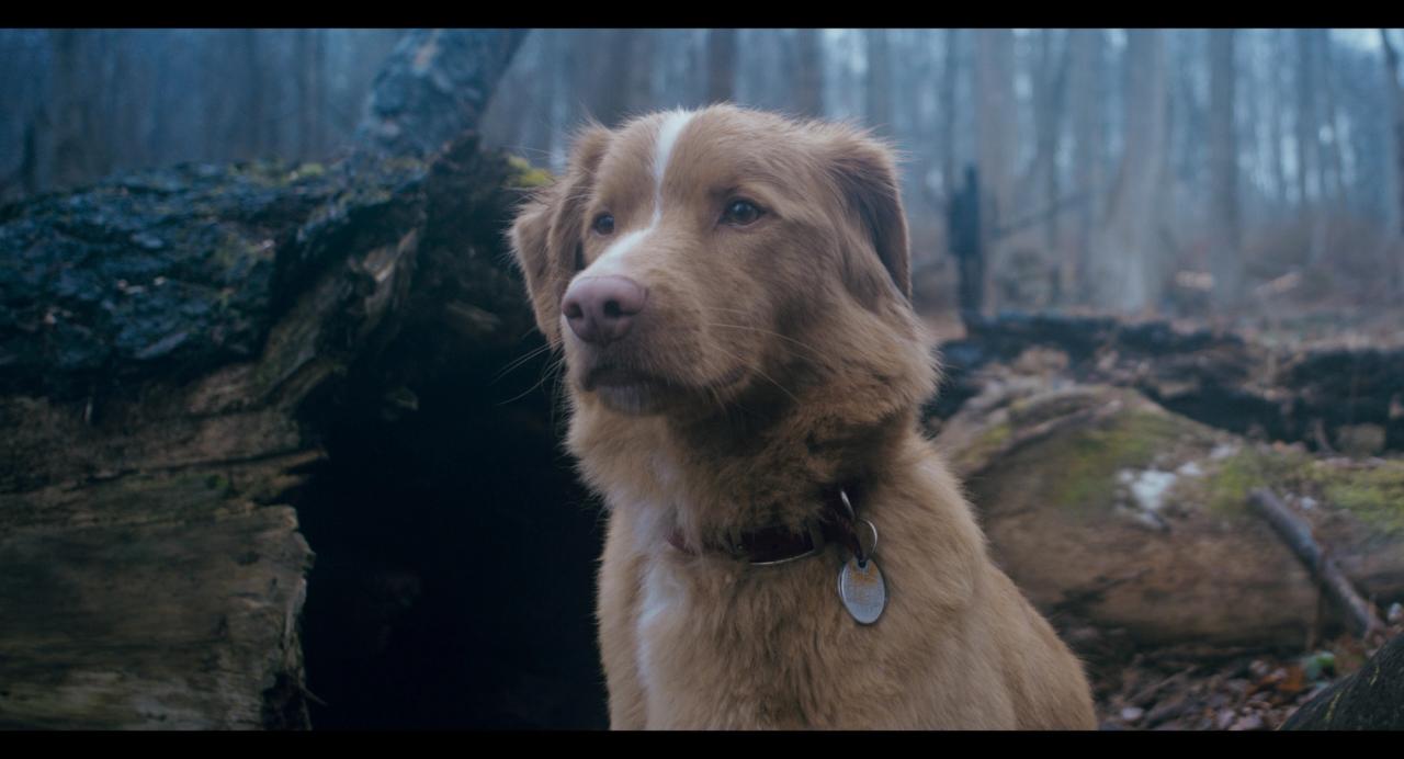 Good Boy