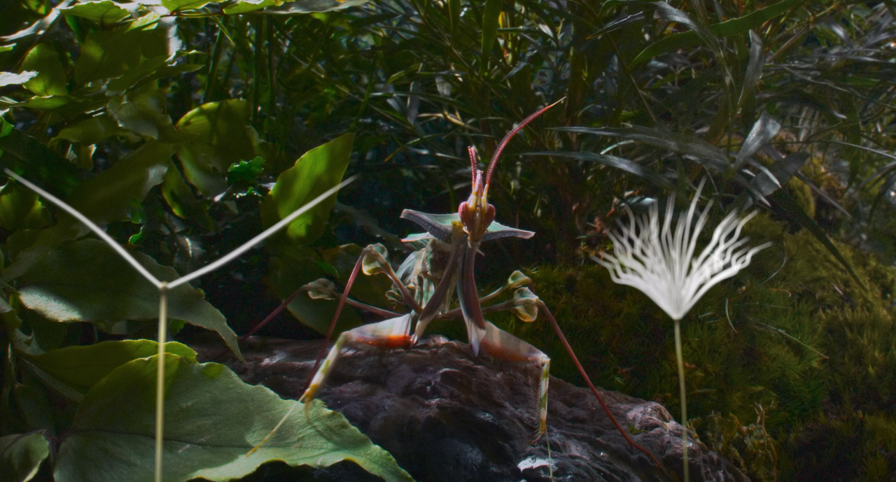 Dandelion's Odyssey