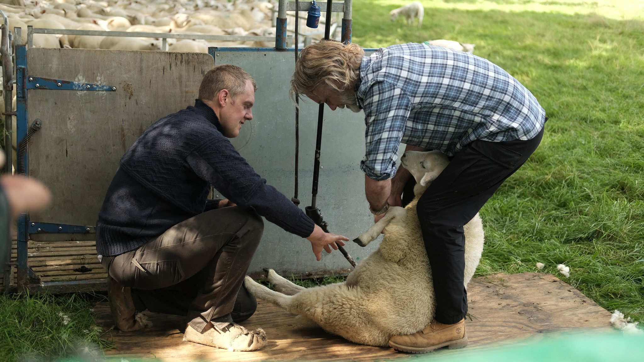 Marcus Wareing shears a sheep with help of expert on Tales of a Kitchen Garden