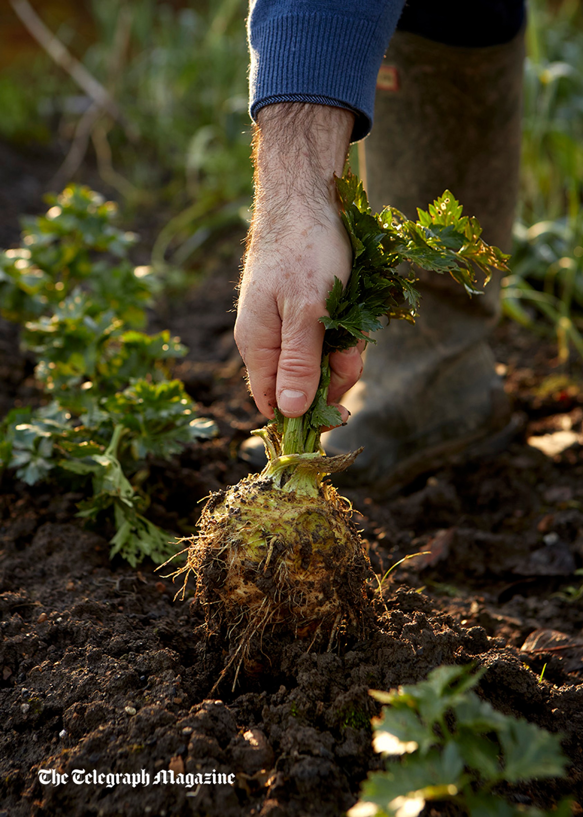Hand pulling a vegetable out from the soil