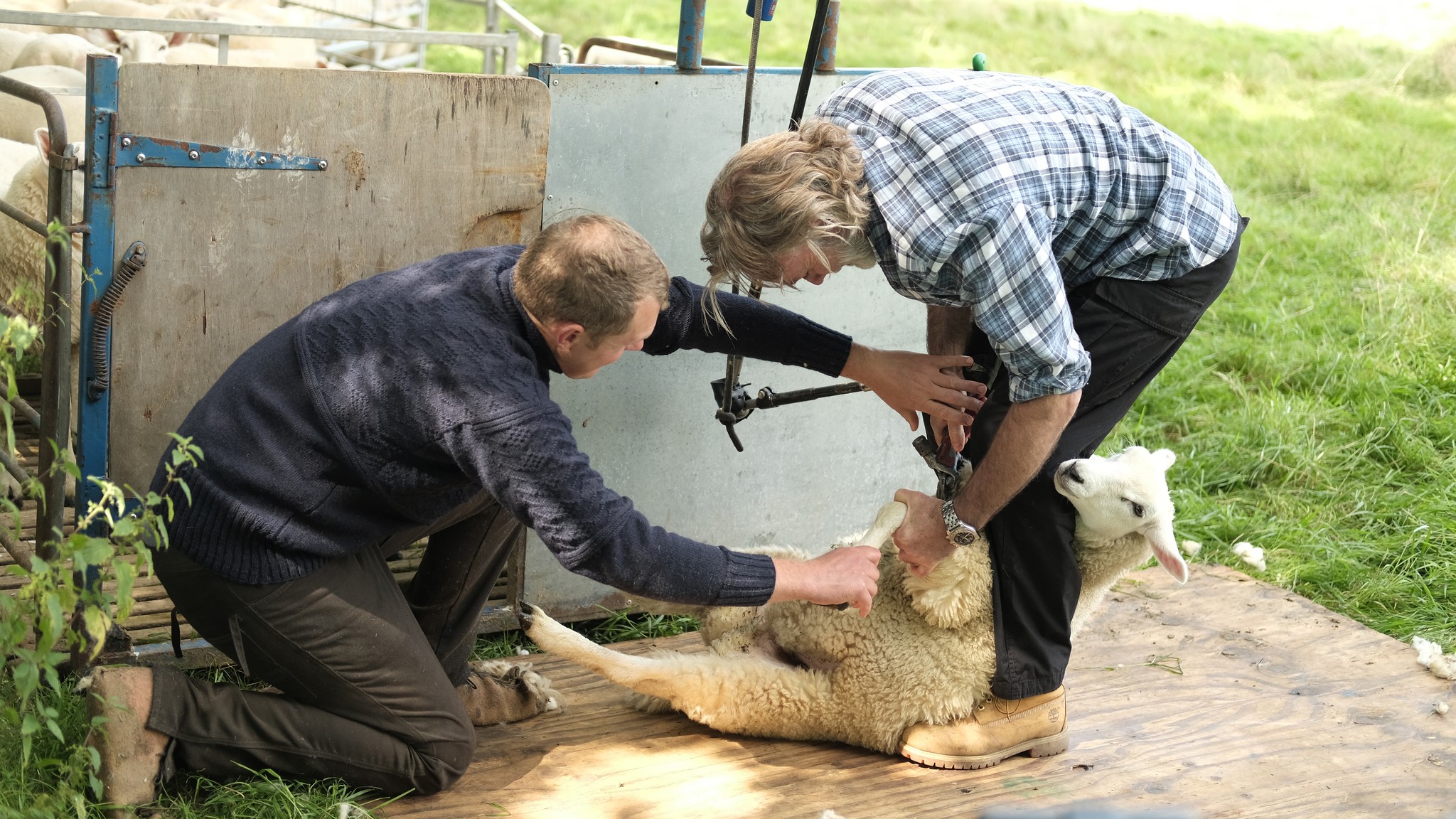 Marcus Wareing shearing a sheep with the help of a farmer on Tales From a Kitchen Garden
