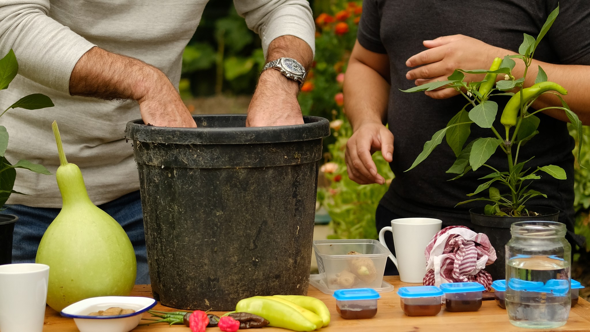 Marcus Wareing sorts through a pot with soil in it, along with special guest on Tales from A Kitchen Garden