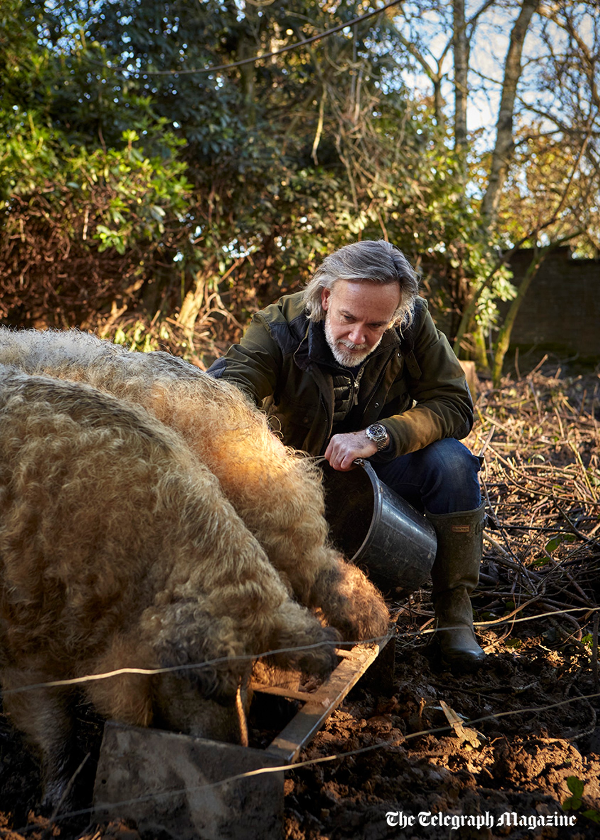 Marcus Wareing with two Mangalitza pigs on his farm in East Sussex