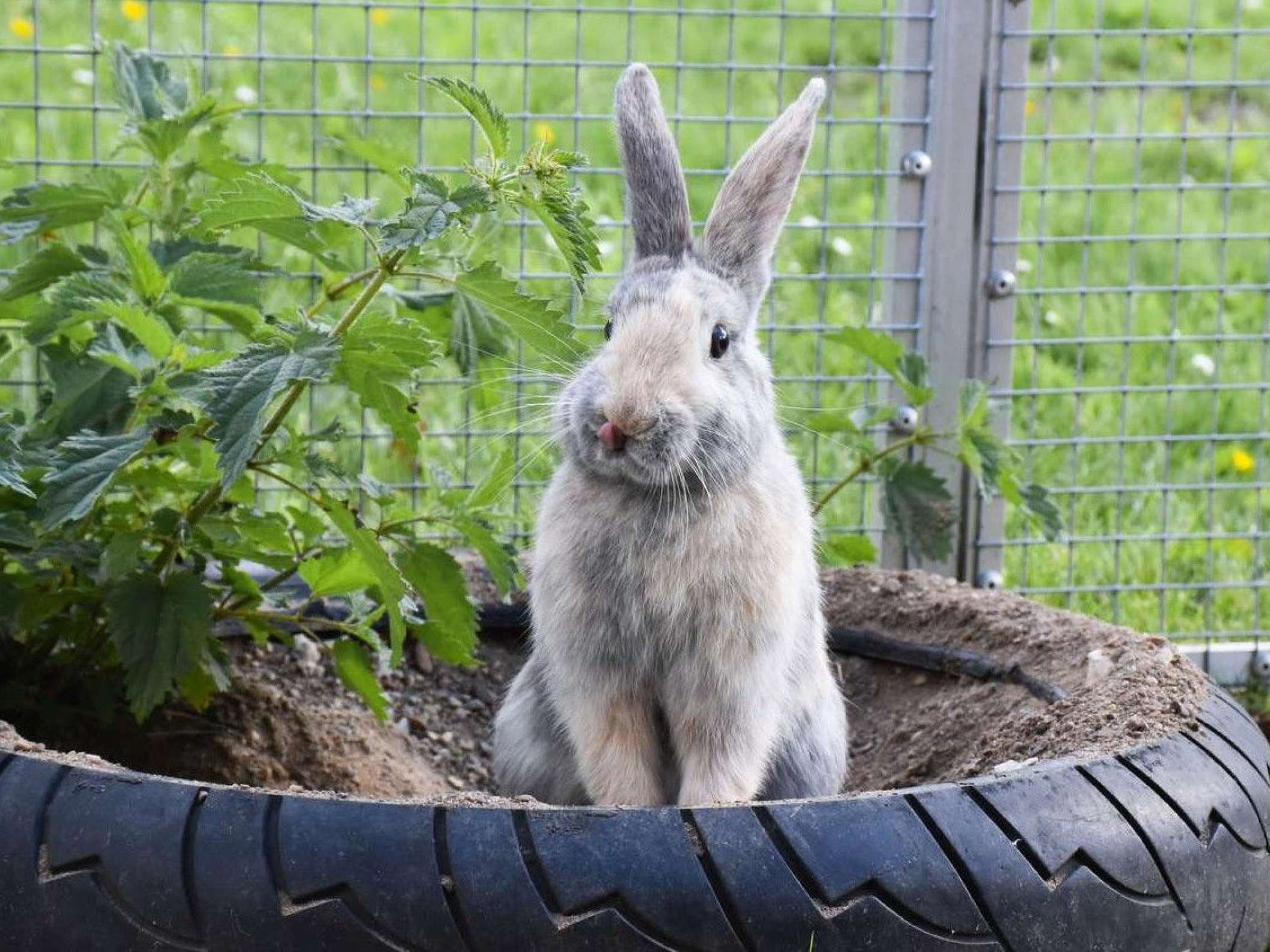 A bunny in a pot