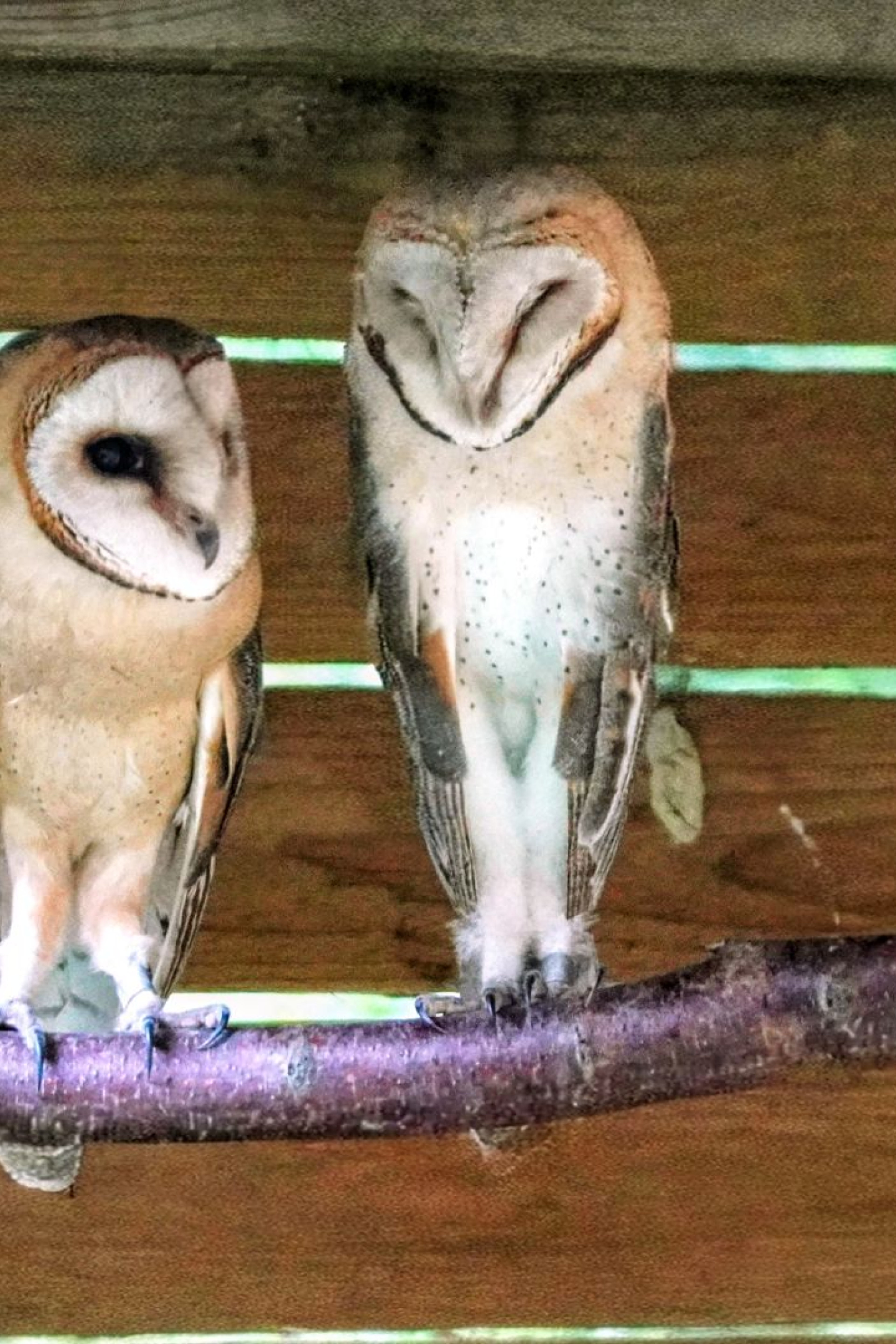 two owls hanging out