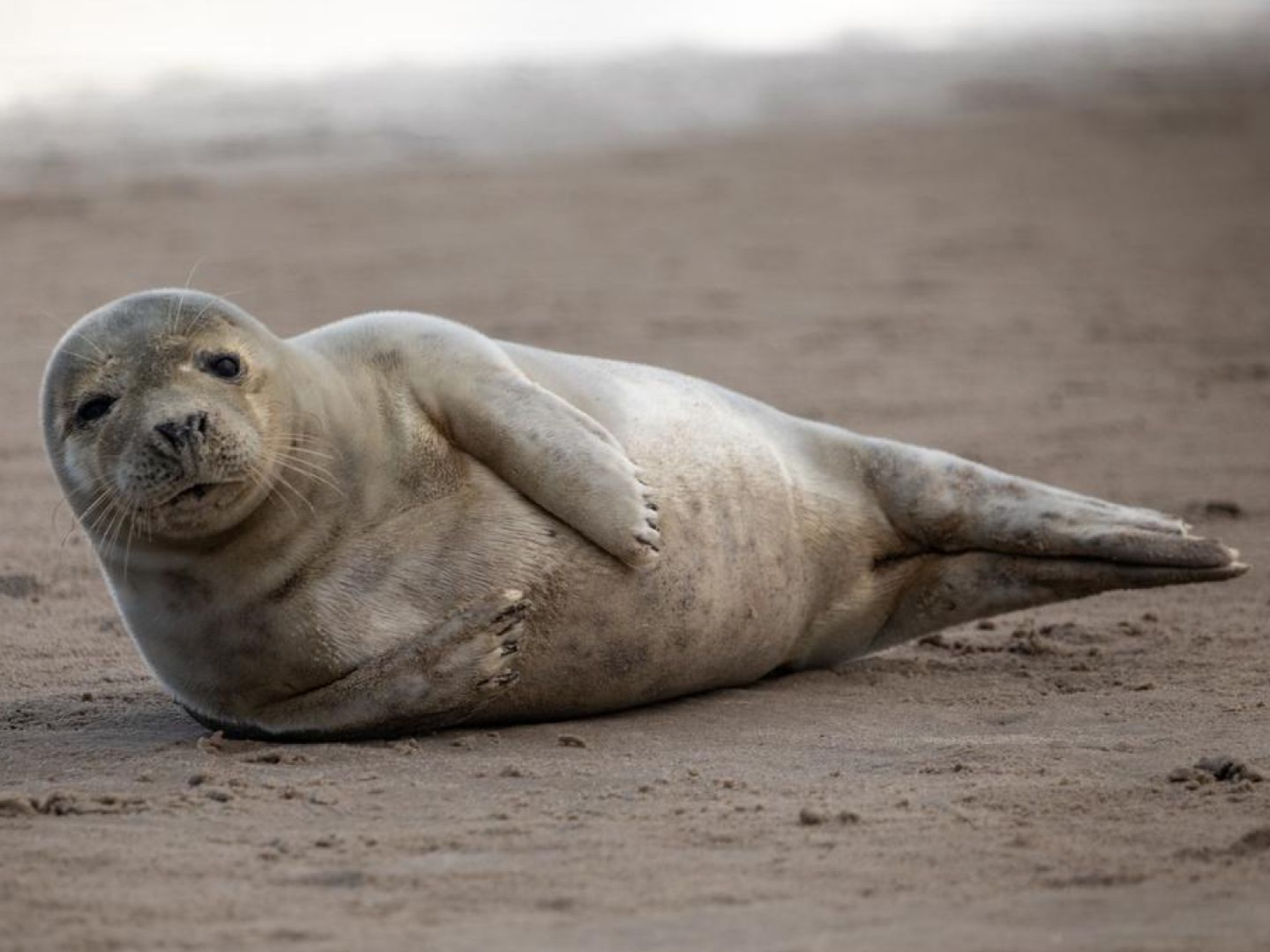 a seal in the sand