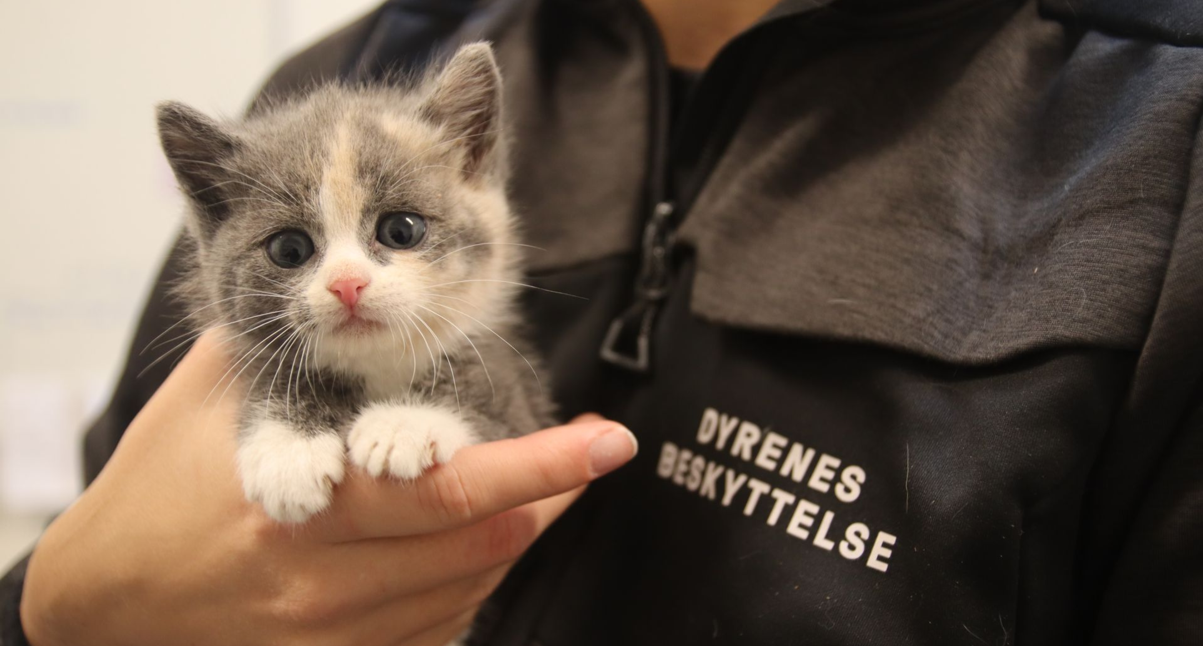 Cat at internat