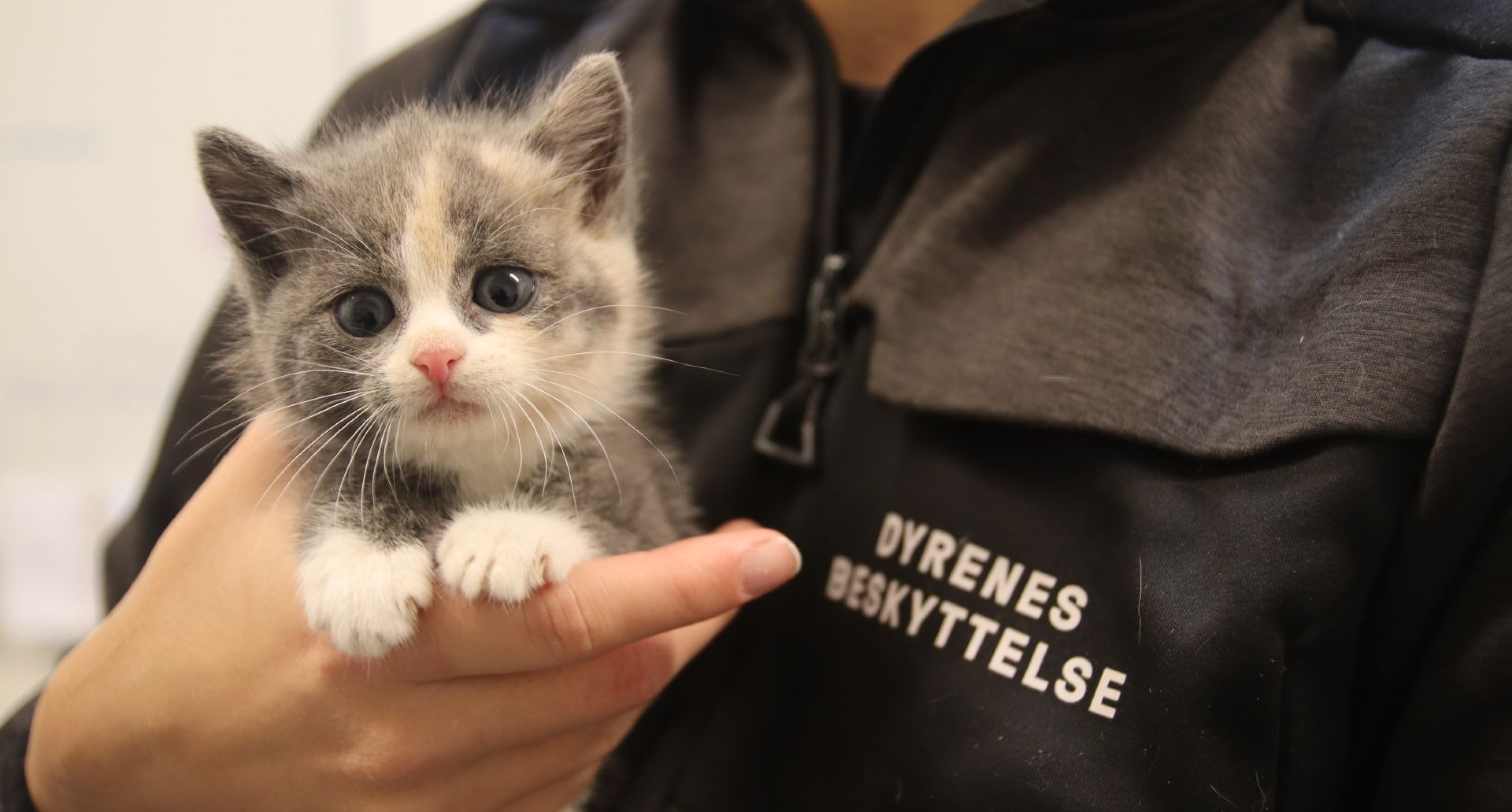 Cat at internat