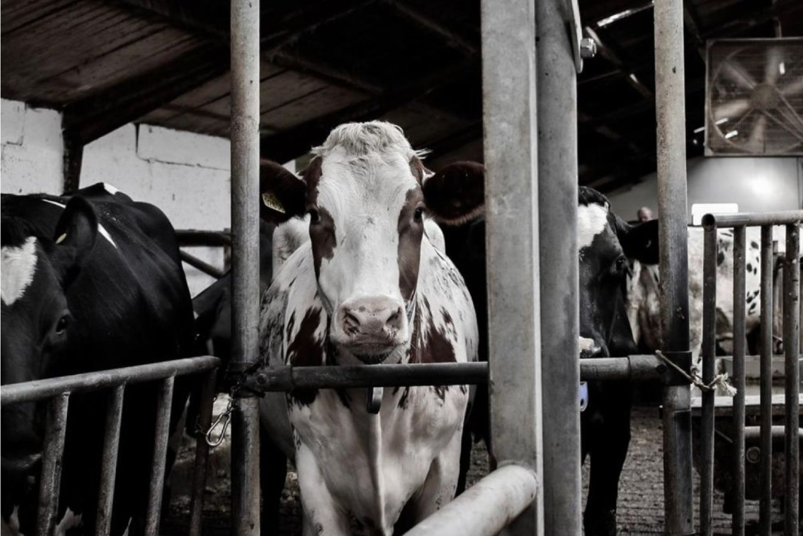 cow