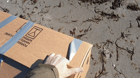 release of the pigeon