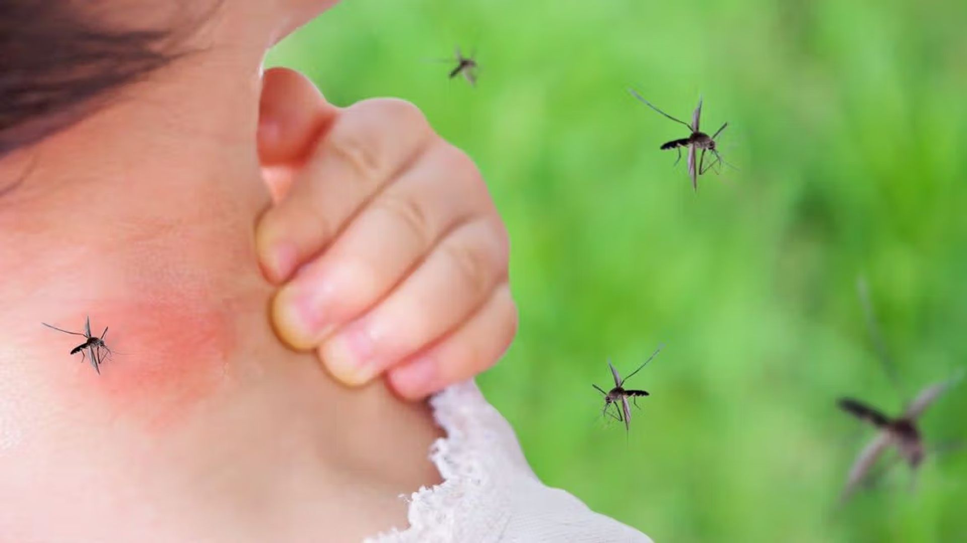 Dengue virus: bite avoidance is key to prevention