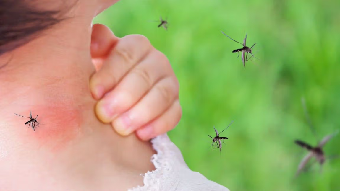 Dengue virus: bite avoidance is key to prevention