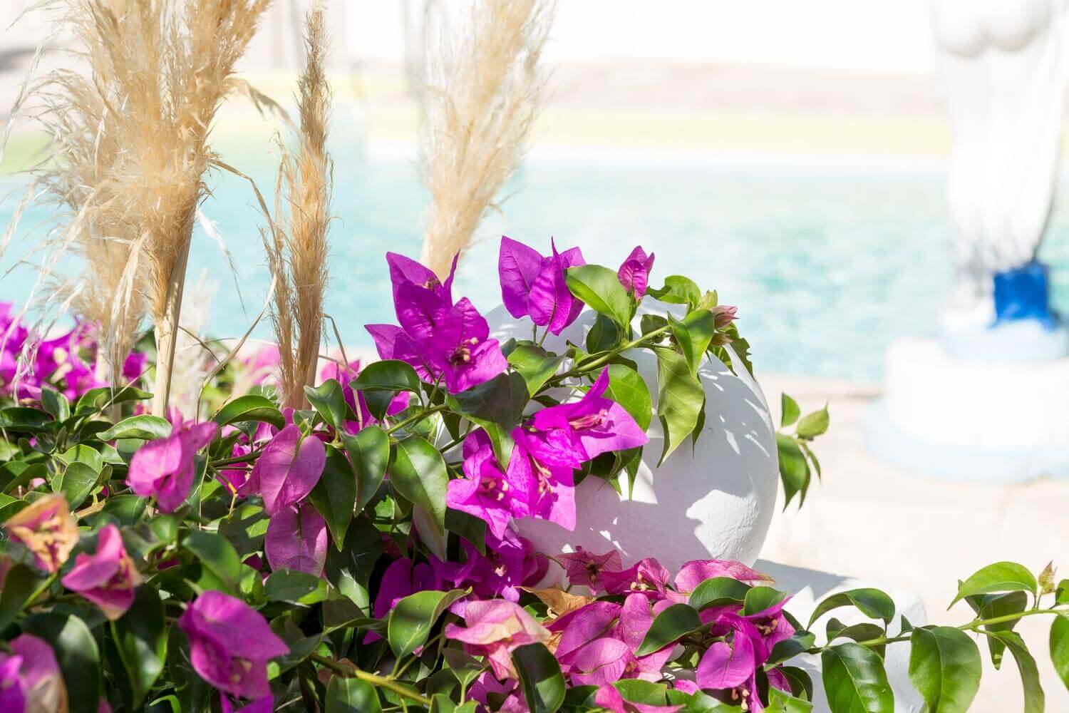 Magentafargede bougainvilléaer og gylne pampasplanter ved strandpromenade med hav i bakgrunnen.