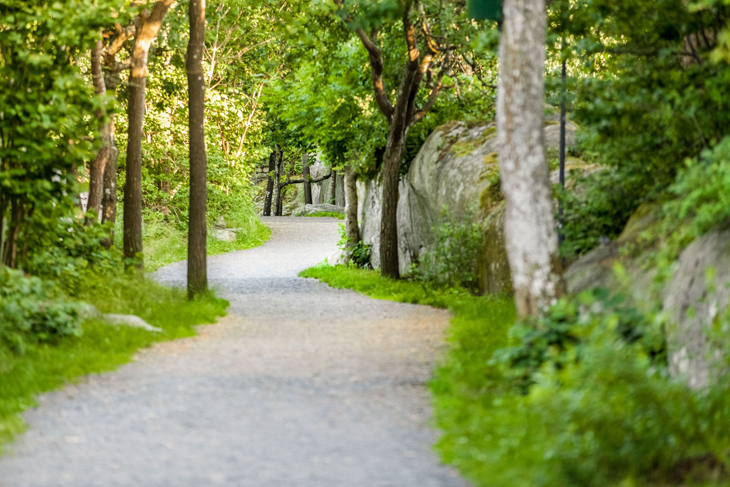 Skogsti med gamle steinmurer og tett løvverk på begge sider, naturlig og fredelig atmosfære.