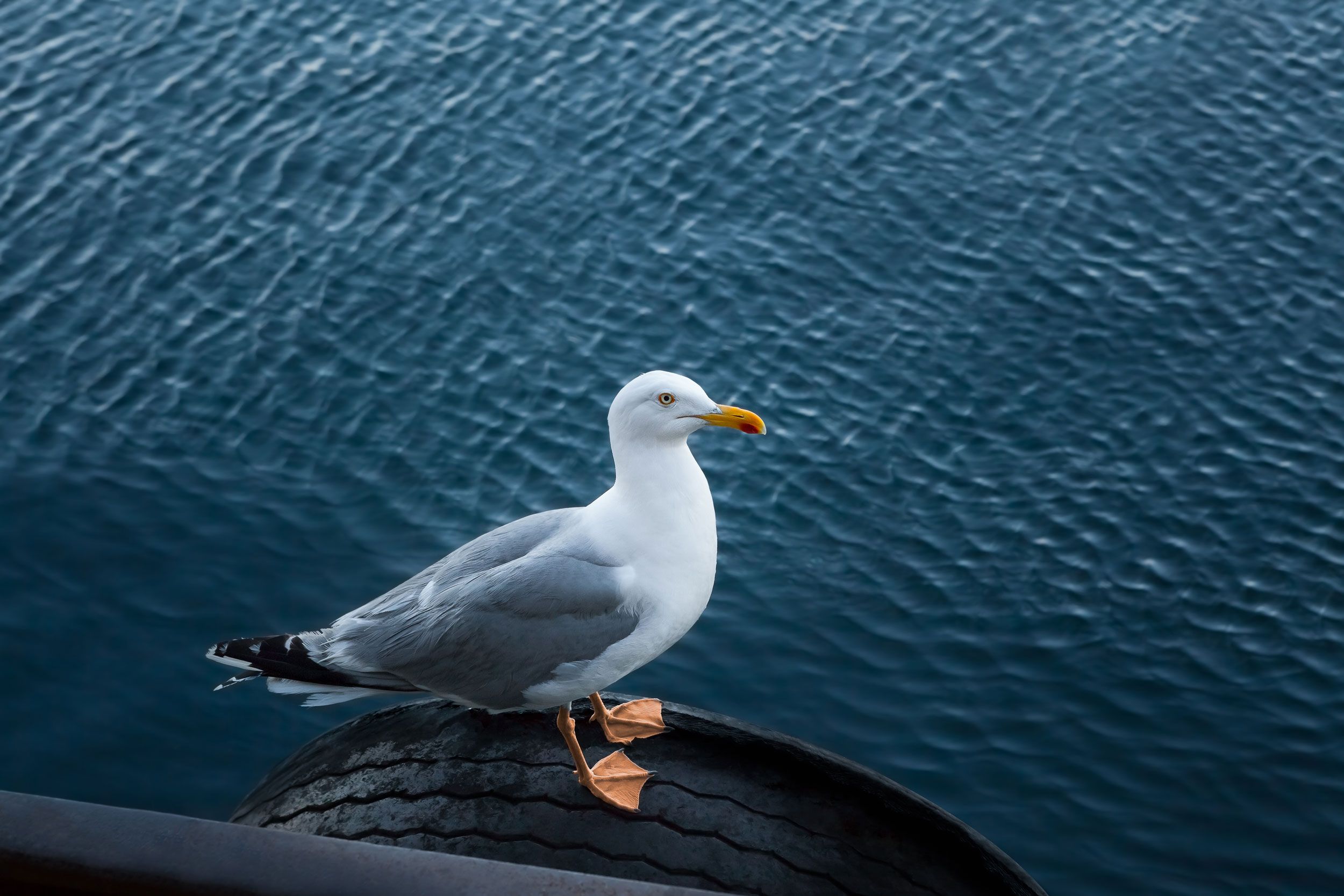 Hvit måke sitter på en tømmerstokk ved blått sjøvann, fotografert i Færder nasjonalpark.
