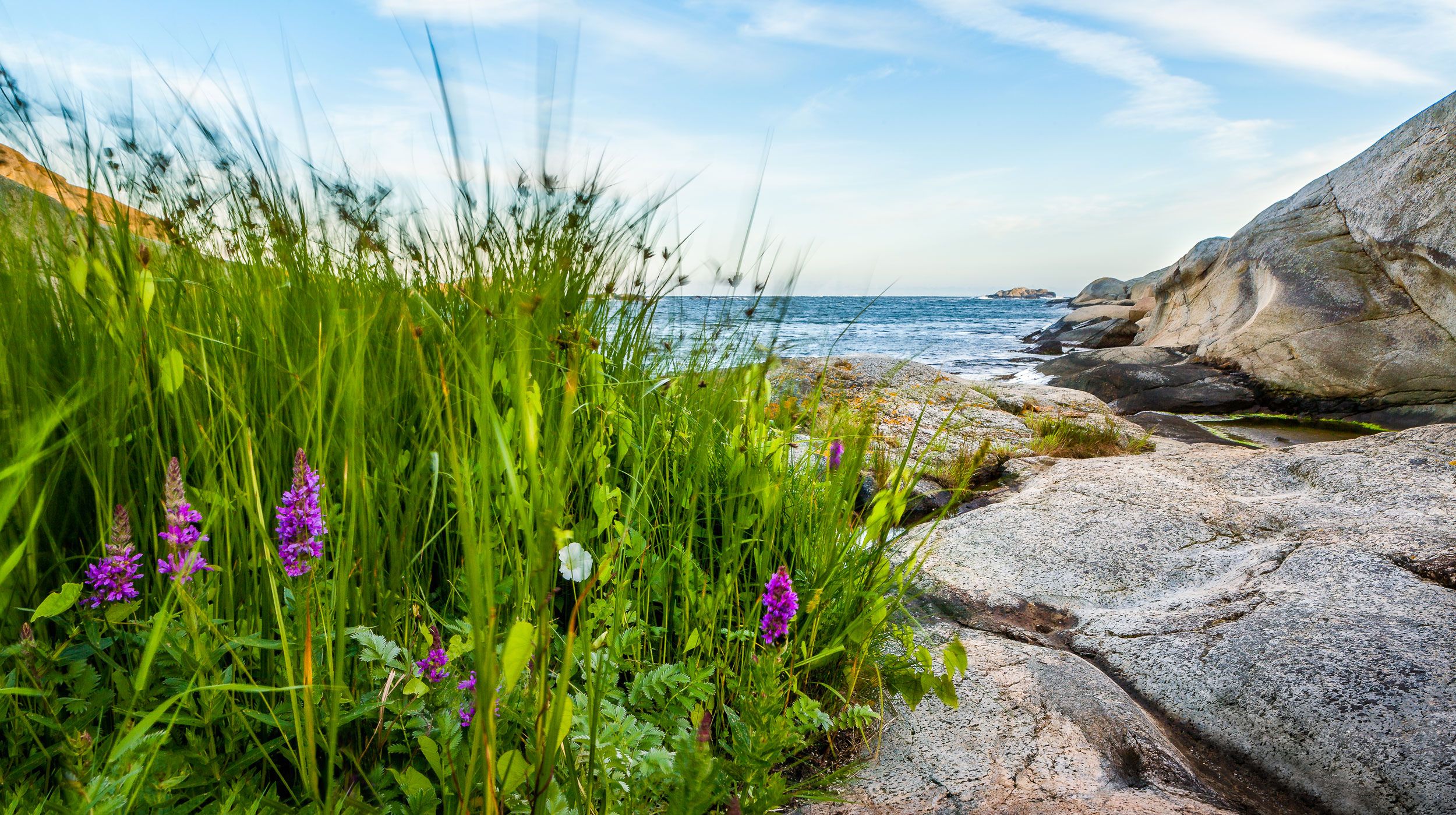 Kystlandskap med lilla blomster, grønt gras og steiner ved havet under blå himmel.