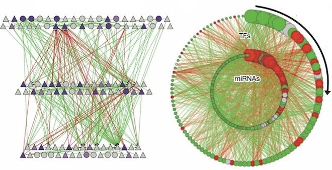 A coplex regulatory network