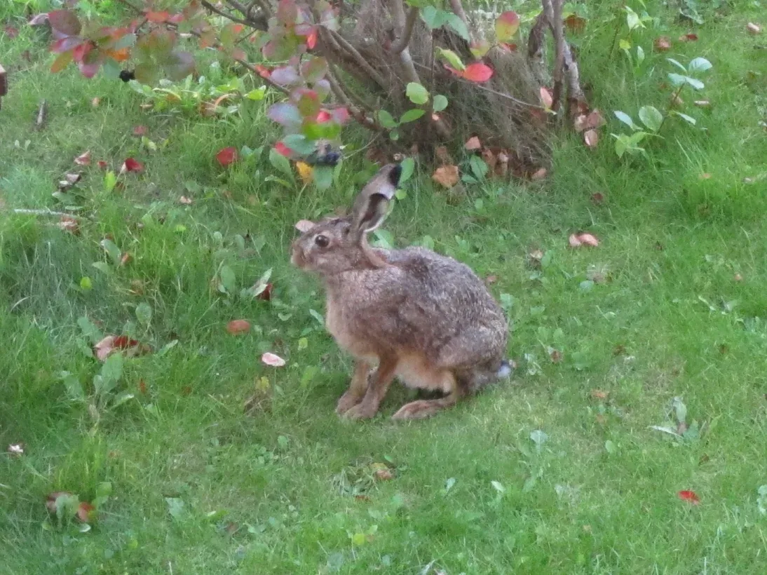 Aarhus_hare
