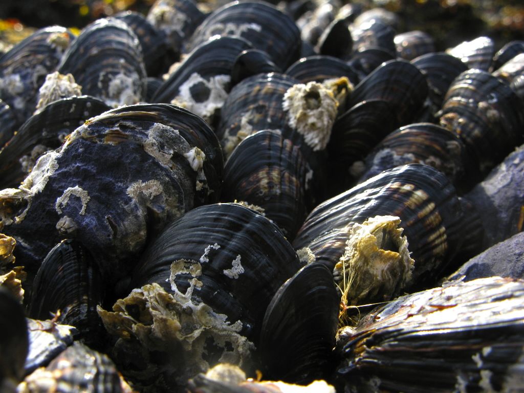 mussels