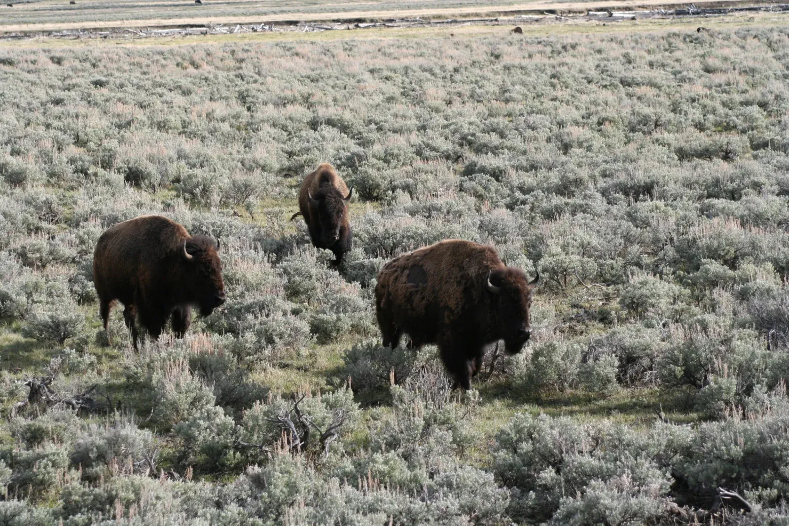 Yellowstone
