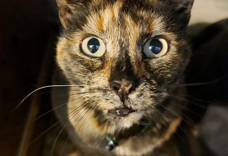 Smart home assistant interface showing voice command visualization