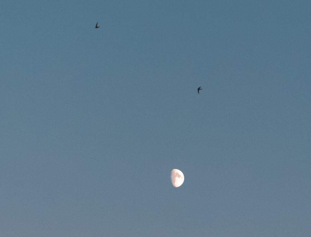 Une image de la lune et d'oiseaux volant dans le ciel