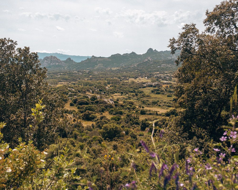 Belle forêt luxuriante de l'intérieur de la Sardaigne. Parfaite à explorer en camping-car.
