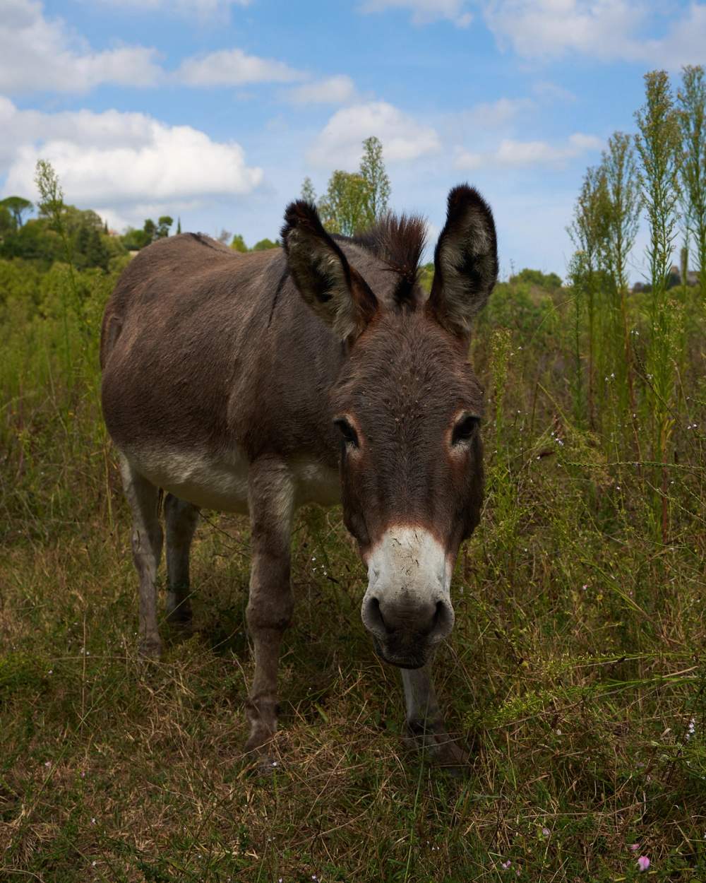 donkey in valley