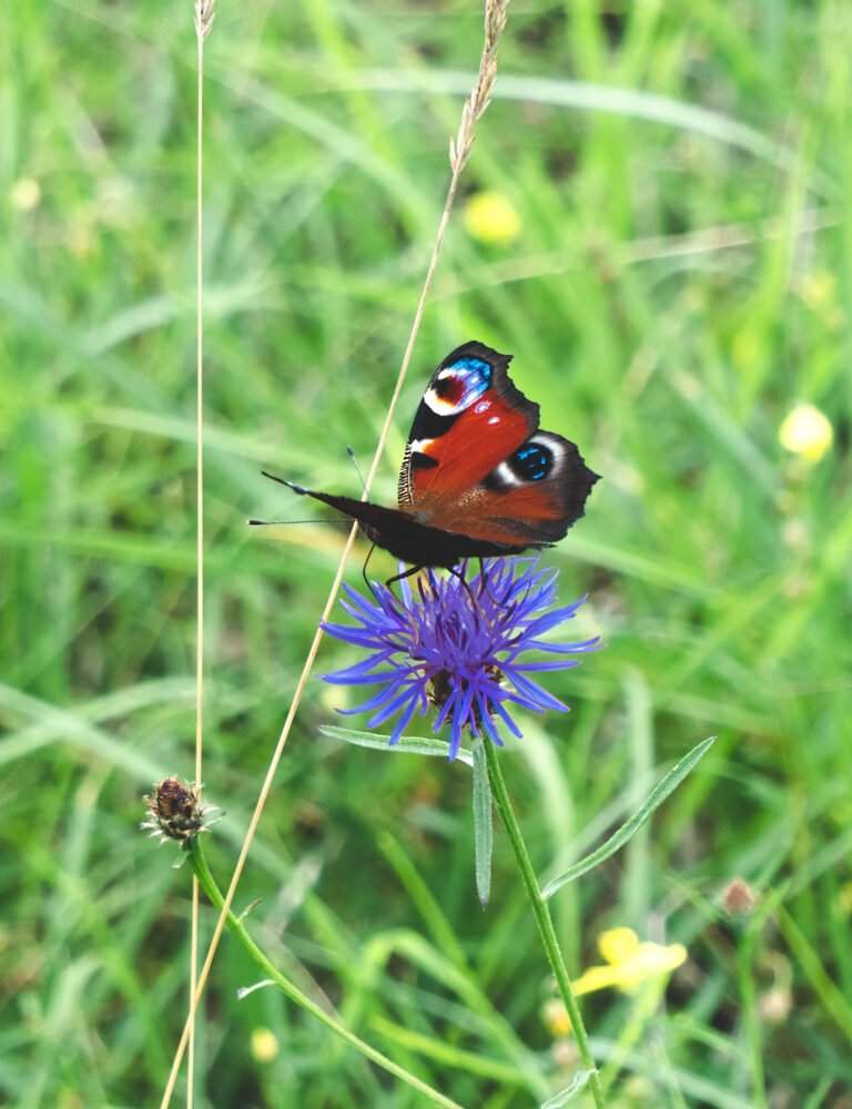 Un papillon coloré sur une fleur violette