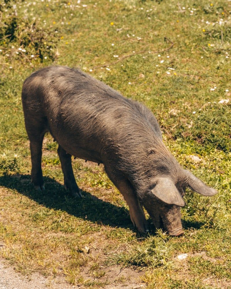 Wilde varkens in Nationaal Park Gennargentu